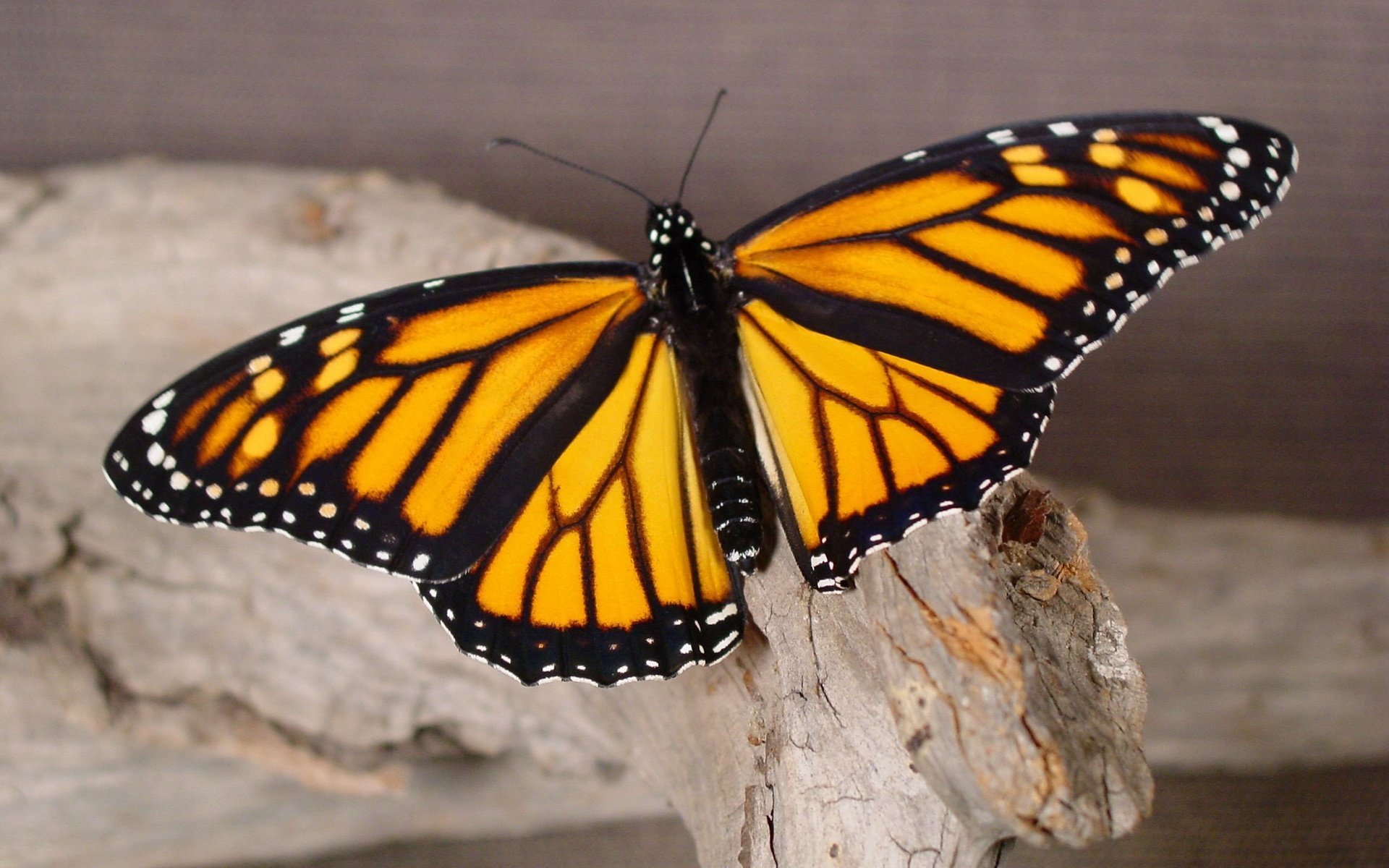 Обои дерево, макро, бабочка, tree, macro, butterfly разрешение 2560x1600 Загрузить