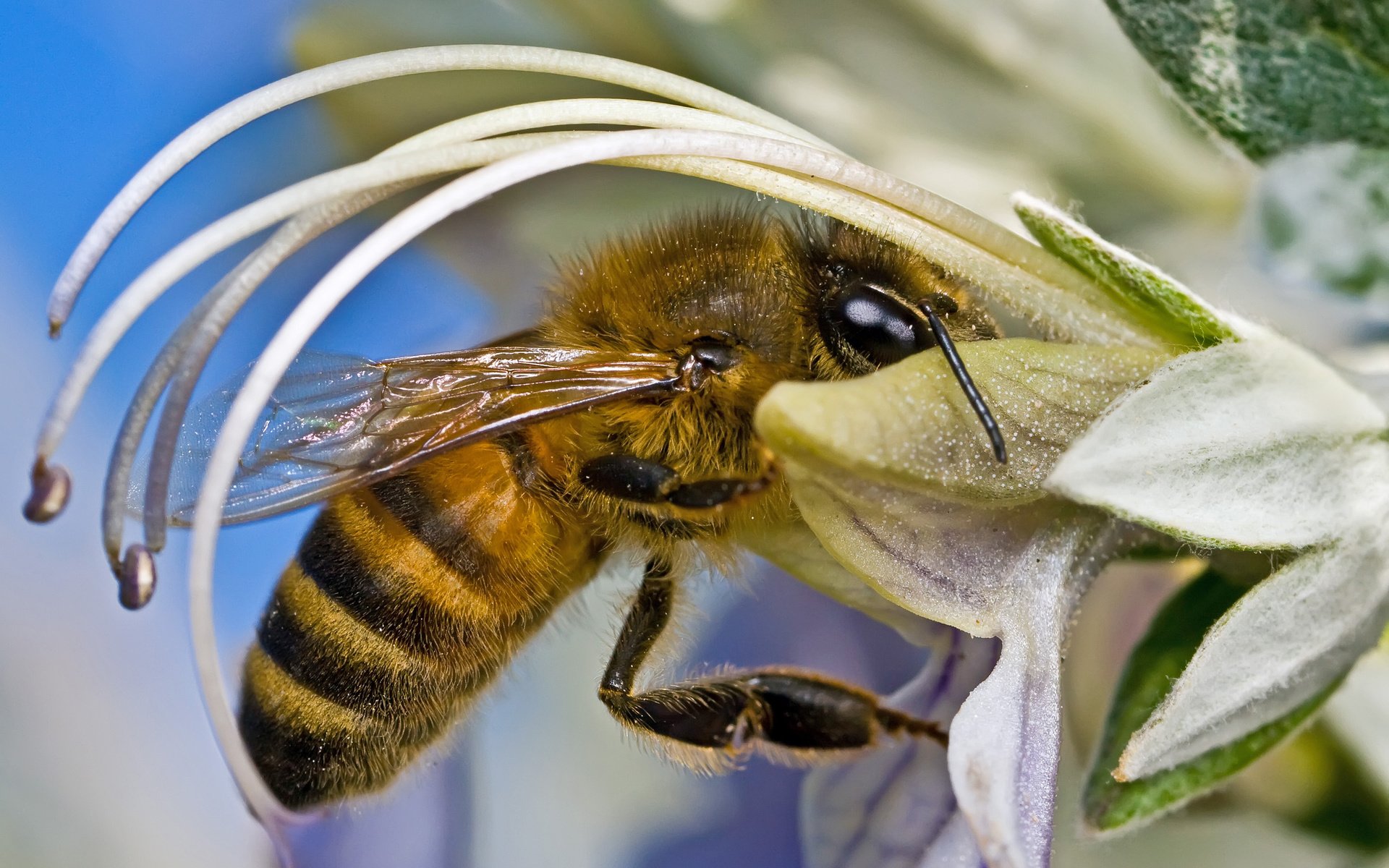 Обои цветок, нектар, оса, flower, nectar, osa разрешение 2560x1600 Загрузить