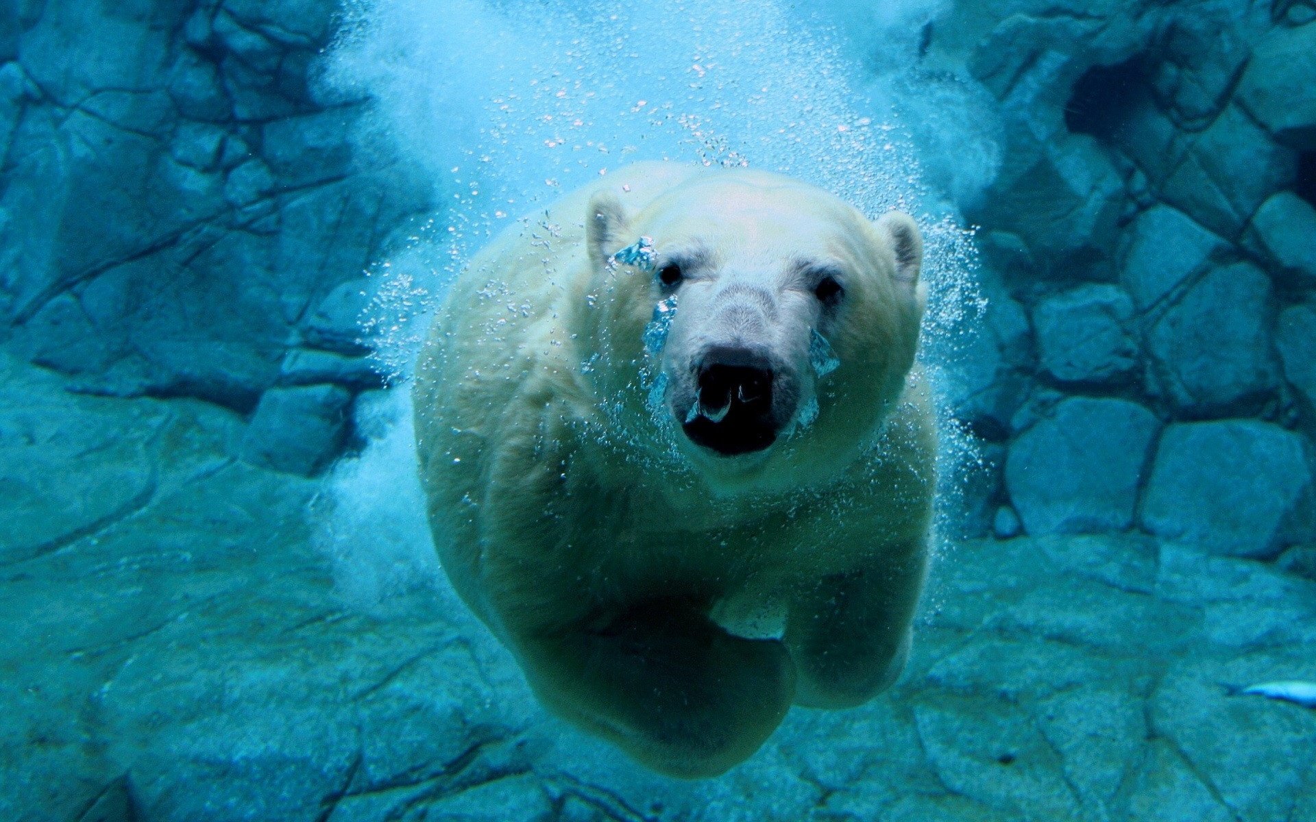 Обои вода, белый медведь, медведь под водой, water, polar bear, bear under water разрешение 1920x1440 Загрузить