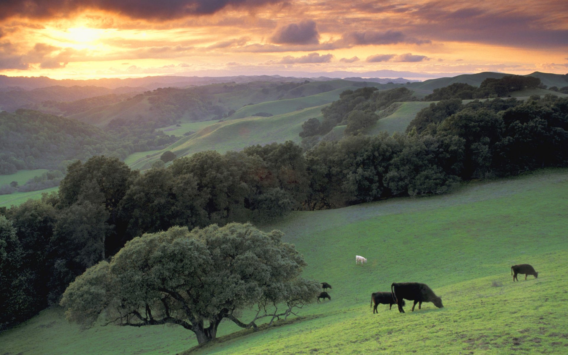 Обои деревья, горы, дерево, луг, коровы, trees, mountains, tree, meadow, cows разрешение 2000x1333 Загрузить