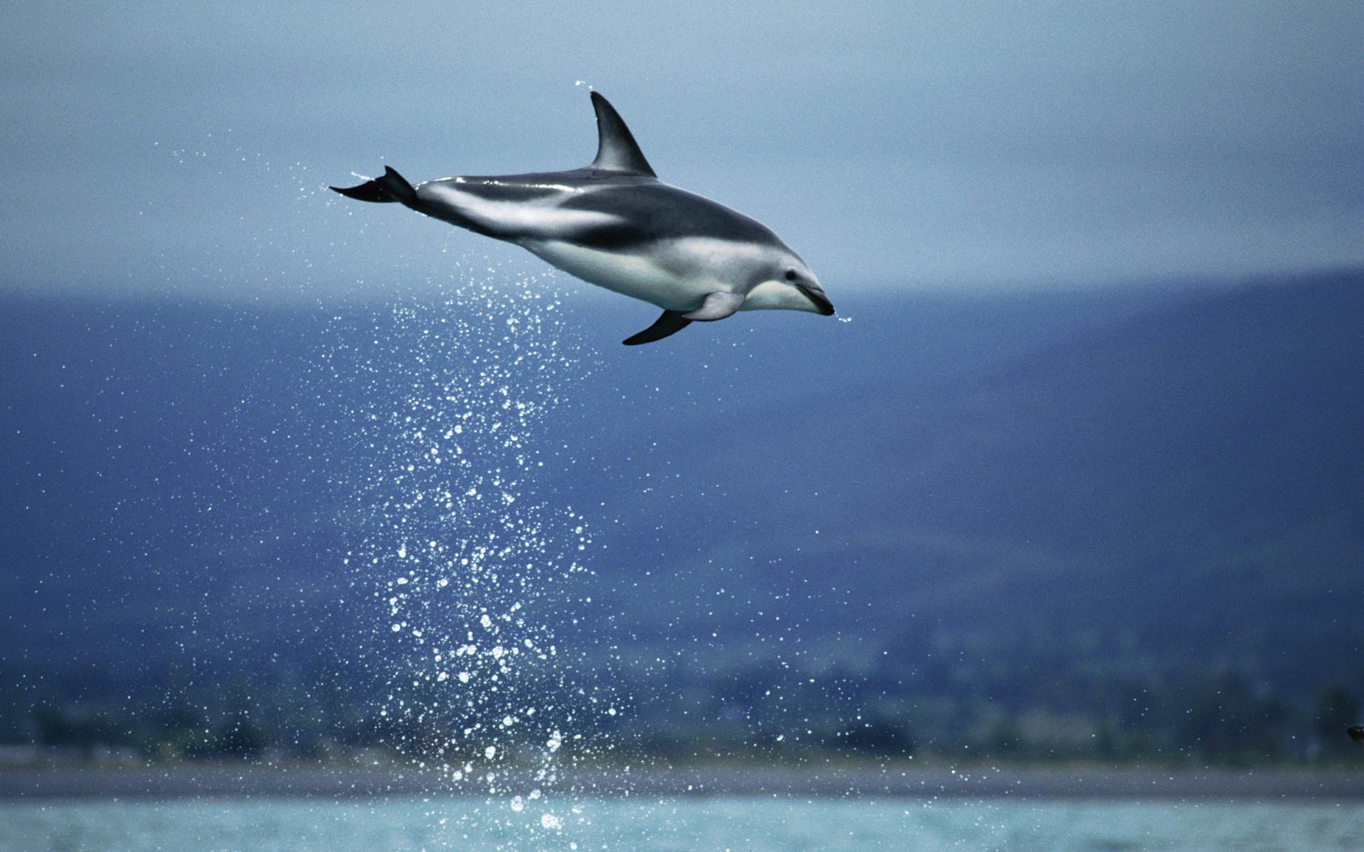 Обои небо, вода, море, прыжок, дельфин, подводный мир, the sky, water, sea, jump, dolphin, underwater world разрешение 2000x1333 Загрузить