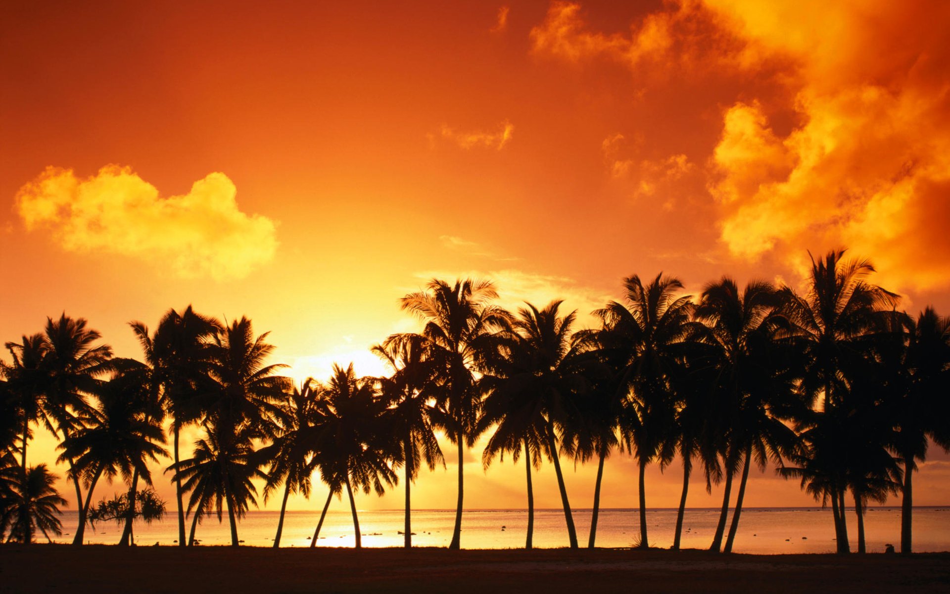 Обои небо, облака, закат, пальмы, the sky, clouds, sunset, palm trees разрешение 1999x1333 Загрузить