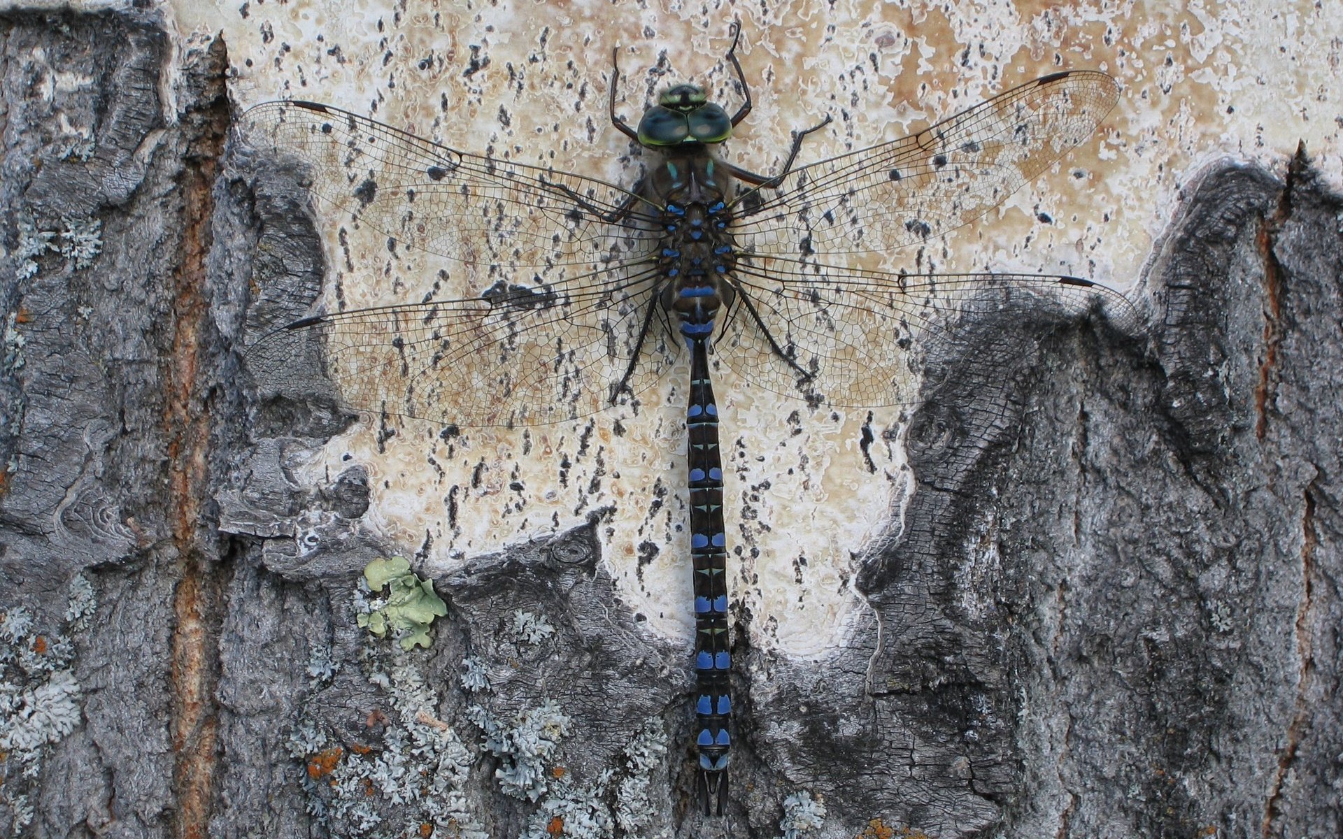 Обои дерево, насекомое, крылья, стрекоза, кора, tree, insect, wings, dragonfly, bark разрешение 2560x1600 Загрузить