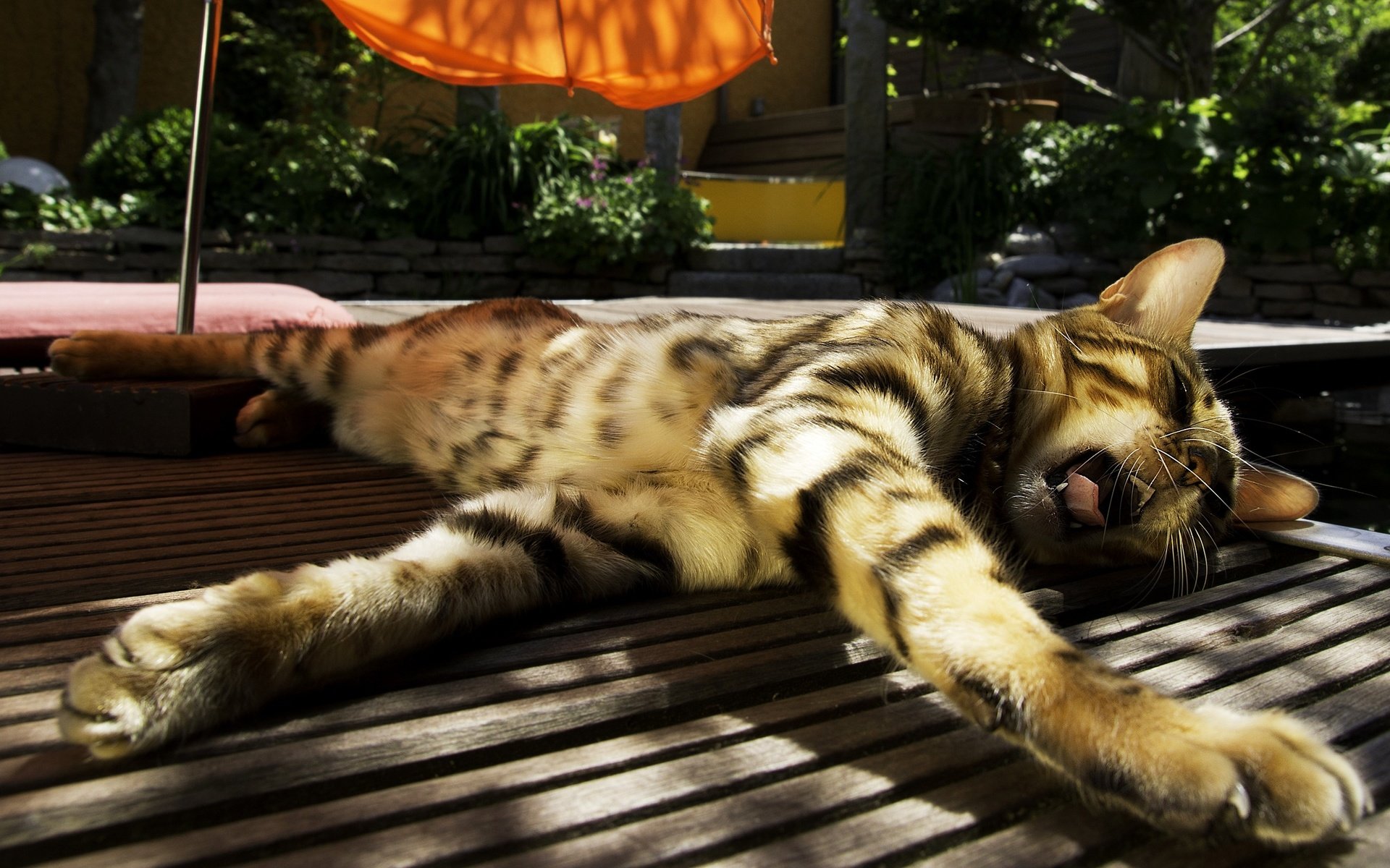 Обои солнце, кот, полосатый, зевает, бенгальская кошка, the sun, cat, striped, yawns, bengal cat разрешение 2560x1600 Загрузить