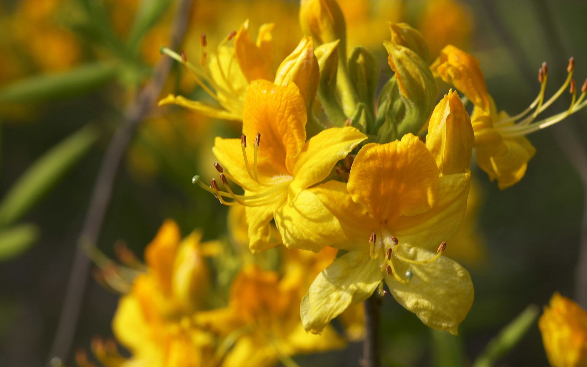 Обои цветы, желтые, рододендрон, flowers, yellow, rhododendron разрешение 2560x1600 Загрузить