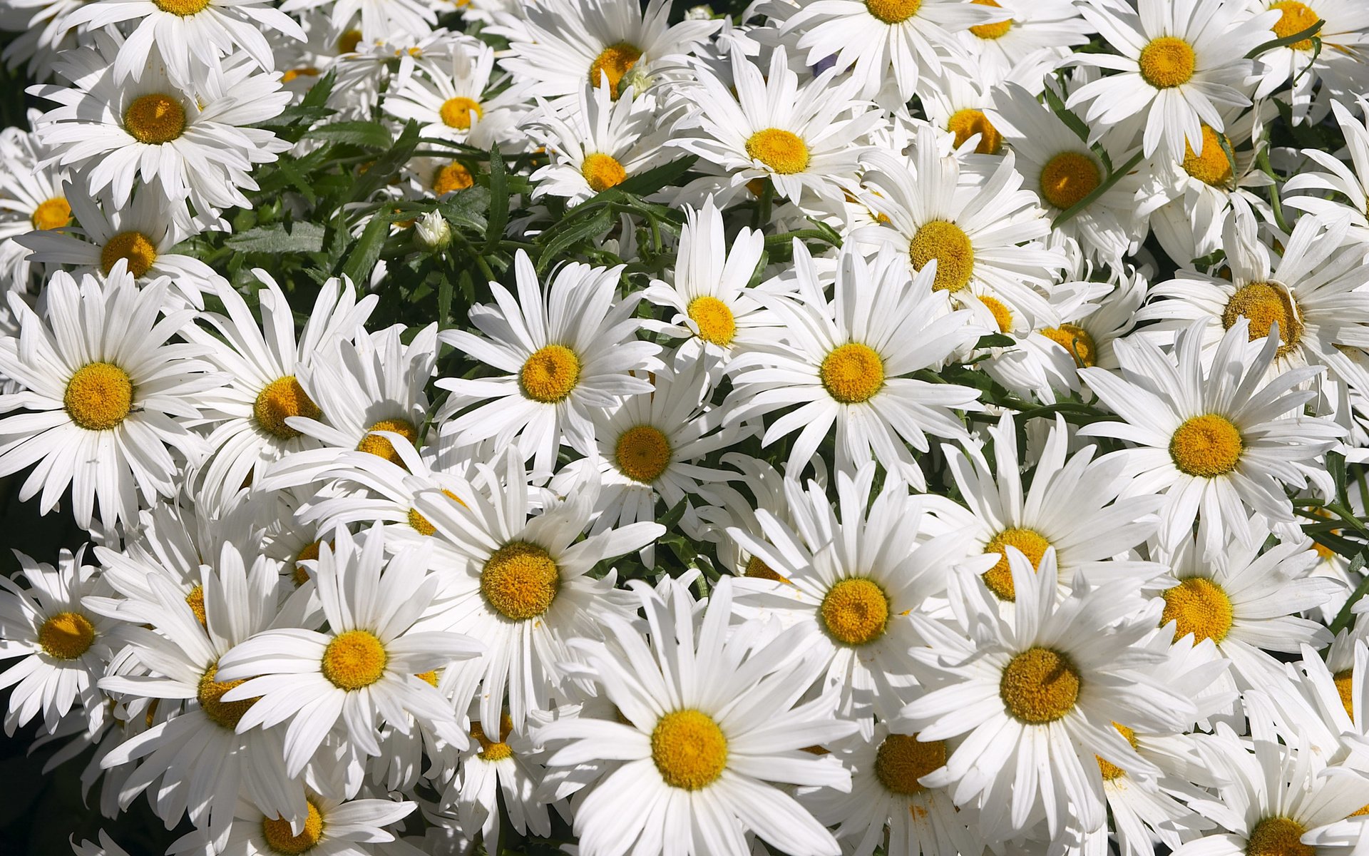 Обои цветы, ромашки, flowers, chamomile разрешение 2560x1600 Загрузить