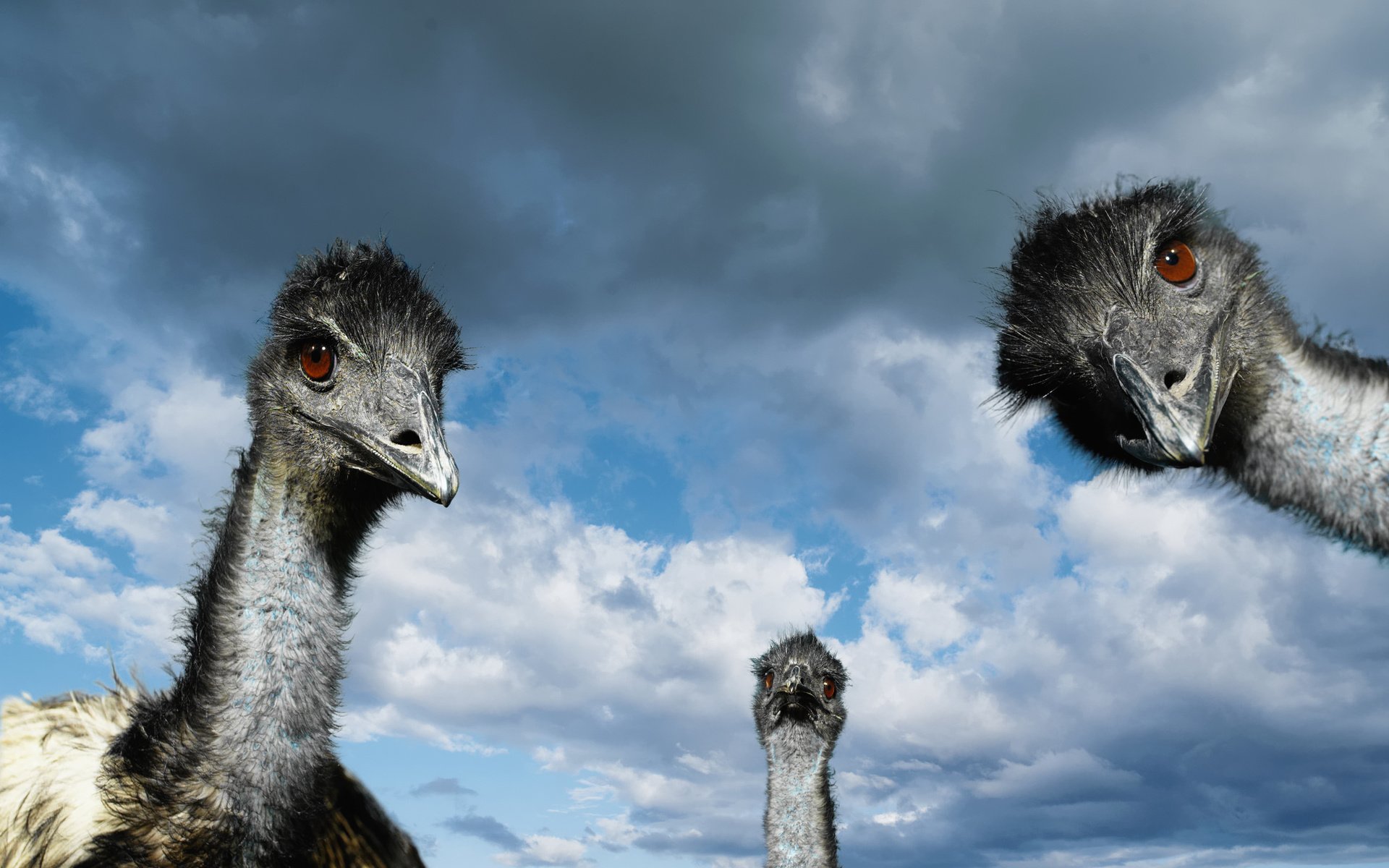 Обои небо, облака, птицы, страусы, страус, the sky, clouds, birds, ostriches, ostrich разрешение 2560x1600 Загрузить