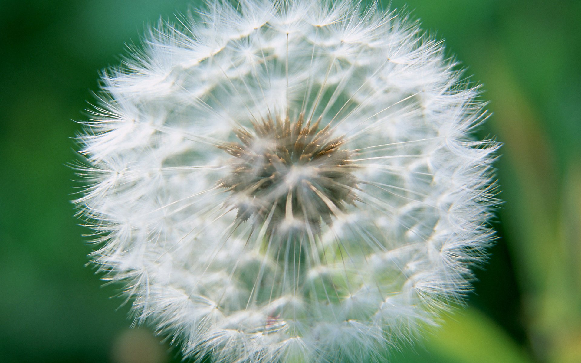 Обои цветок, одуванчик, пух, пушинки, былинки, flower, dandelion, fluff, fuzzes, blade разрешение 2950x2094 Загрузить