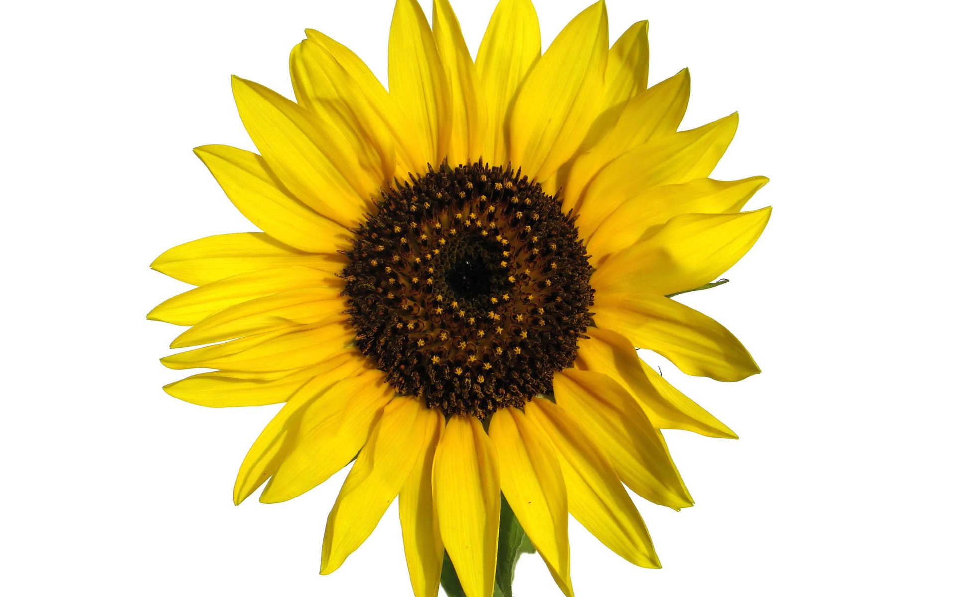 Обои фон, цветок, лепестки, подсолнух, желтые, background, flower, petals, sunflower, yellow разрешение 2560x1920 Загрузить