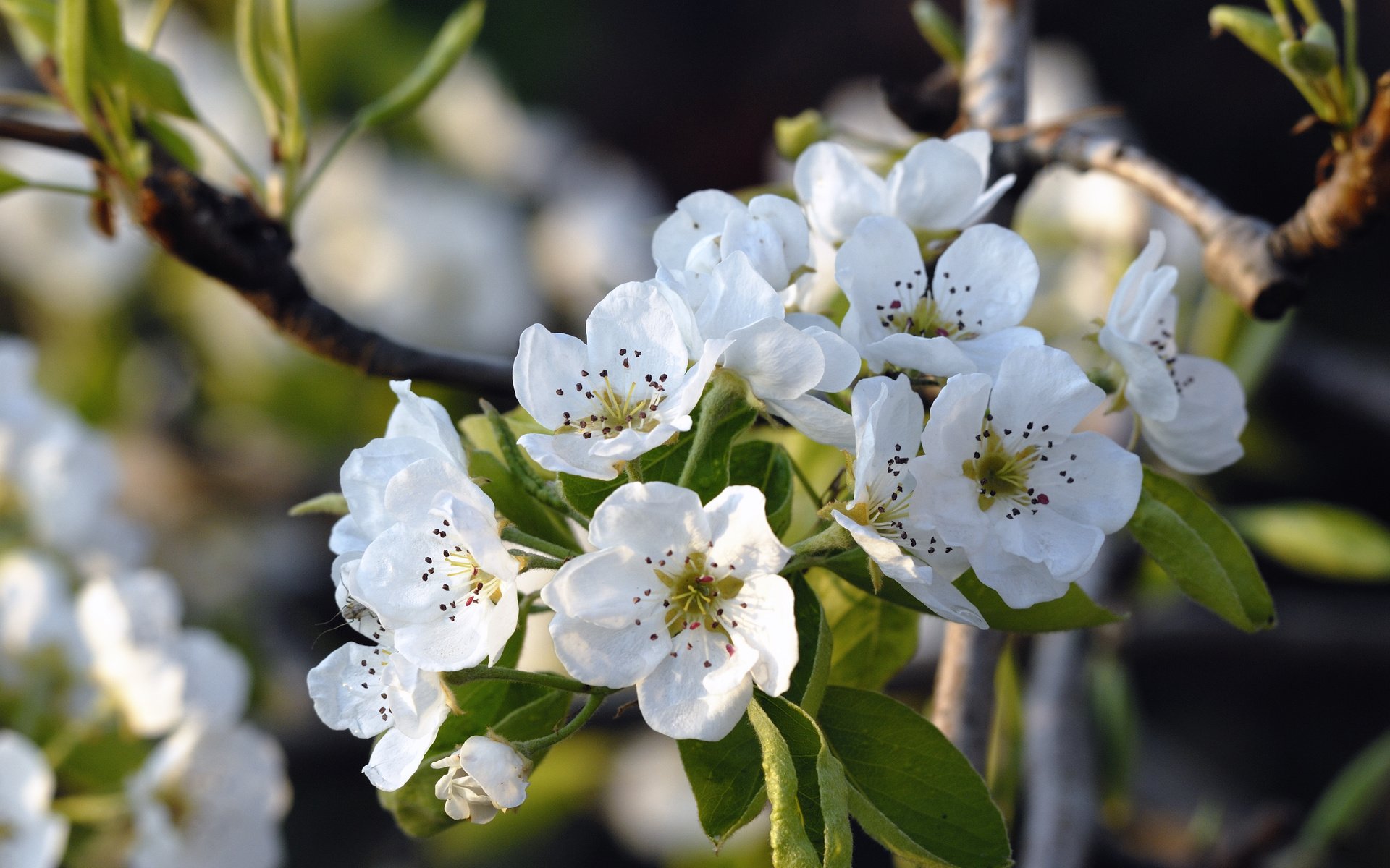 Обои цветение, весна, яблоня, flowering, spring, apple разрешение 3872x2592 Загрузить