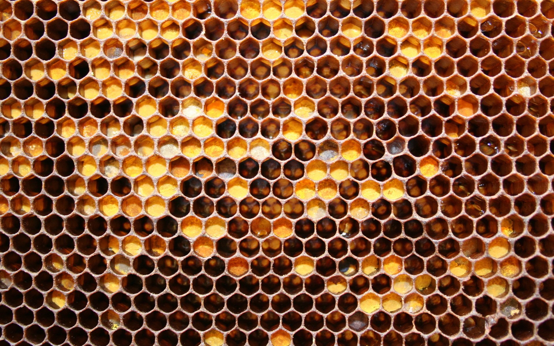 Обои соты, мед, майский мед, cell, honey, may honey разрешение 3456x2304 Загрузить
