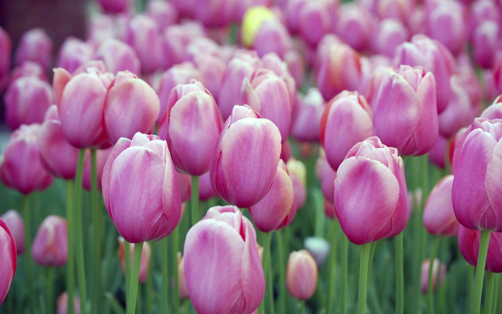 Обои цветы, тюльпаны, тюльпыны, flowers, tulips, tulpini разрешение 2048x1280 Загрузить
