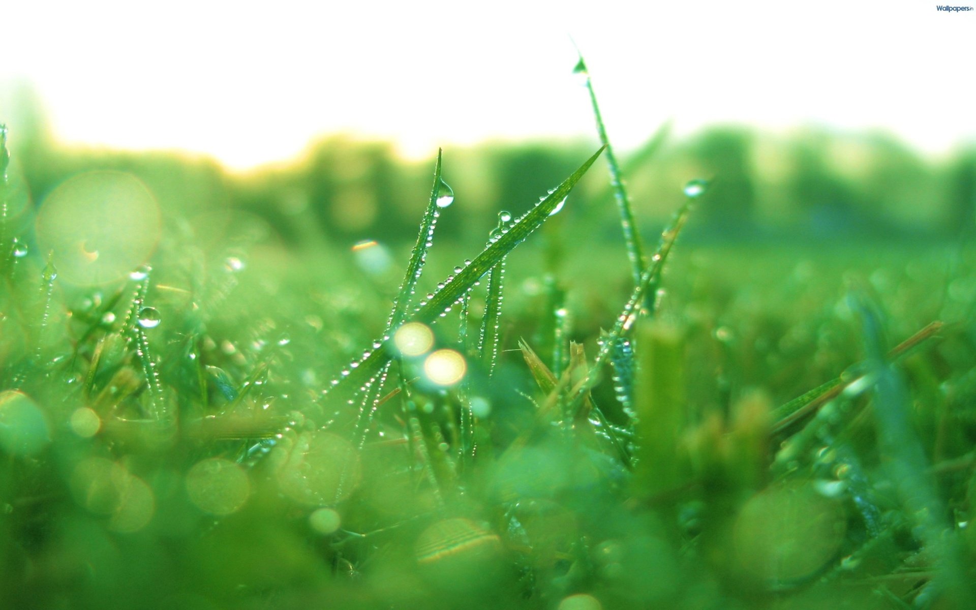 Обои трава, природа, макро, роса, капли, растение, grass, nature, macro, rosa, drops, plant разрешение 2048x1280 Загрузить