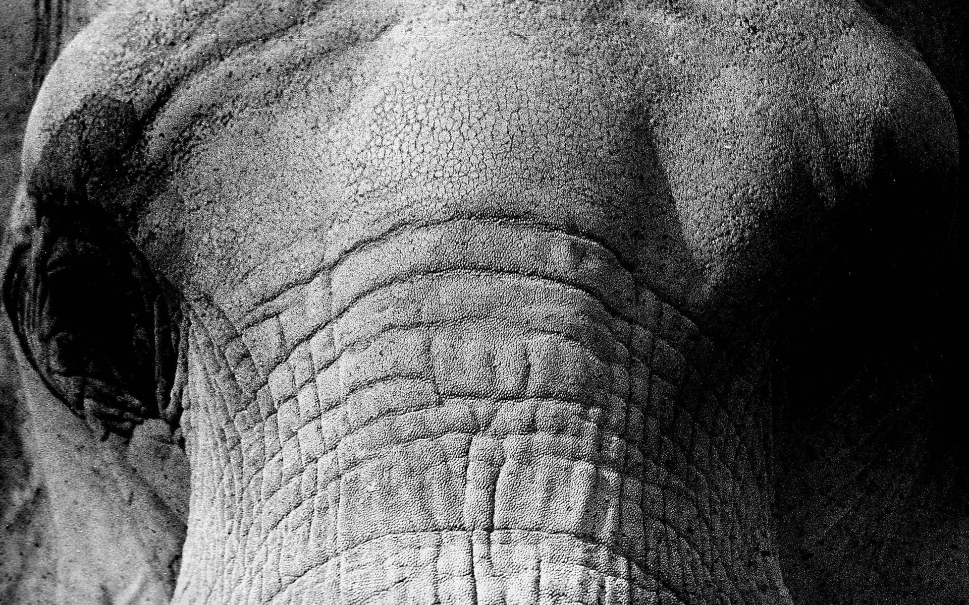 Обои слон, чёрно-белое, крупным планом, elephant, black and white, closeup разрешение 2048x1280 Загрузить