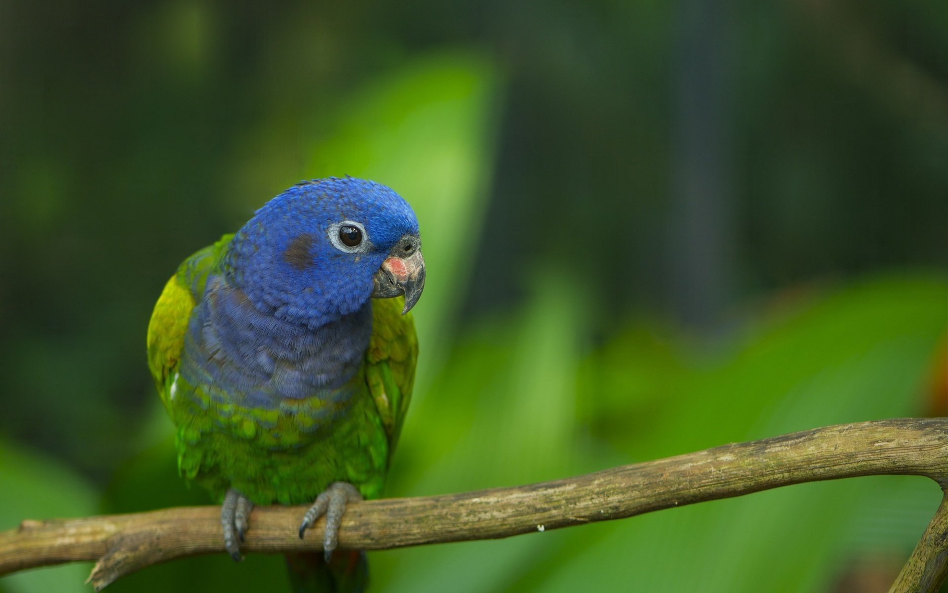 Обои ветка, птица, перья, ствол, окрас, попугай, branch, bird, feathers, trunk, color, parrot разрешение 2560x1600 Загрузить