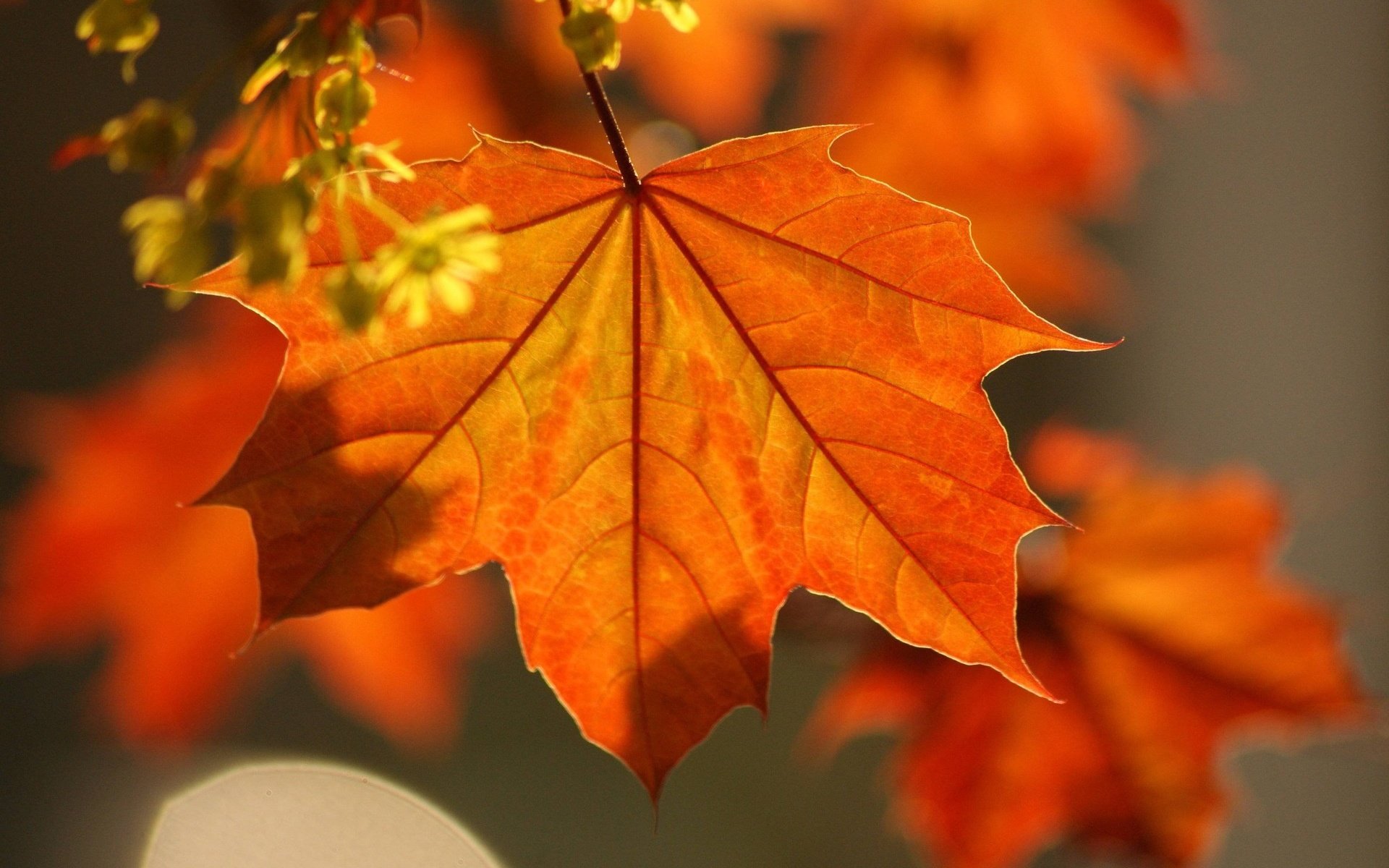 Обои ветка, листья, осень, клен, красивые, branch, leaves, autumn, maple, beautiful разрешение 1920x1247 Загрузить