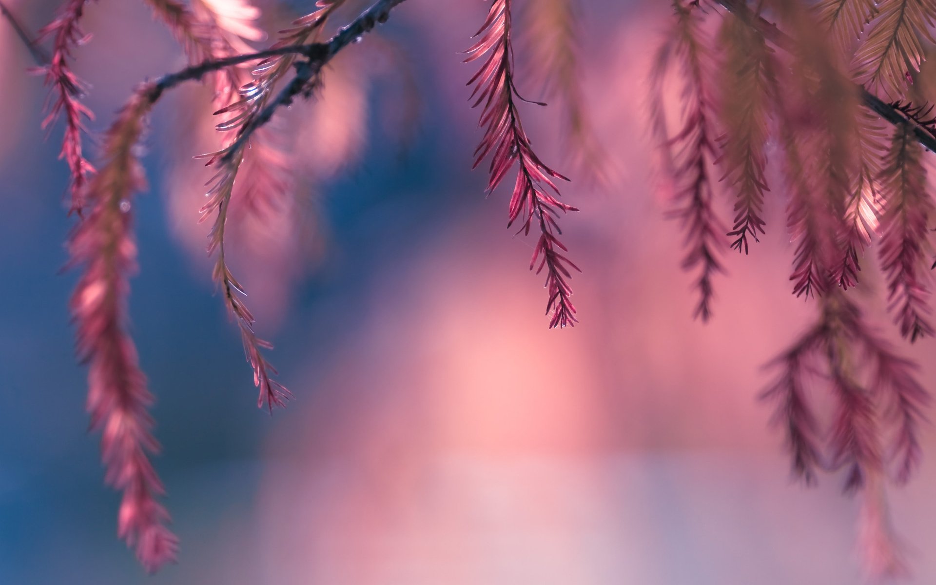 Обои листья, макро, розовый, боке, веточки, leaves, macro, pink, bokeh, twigs разрешение 1920x1277 Загрузить