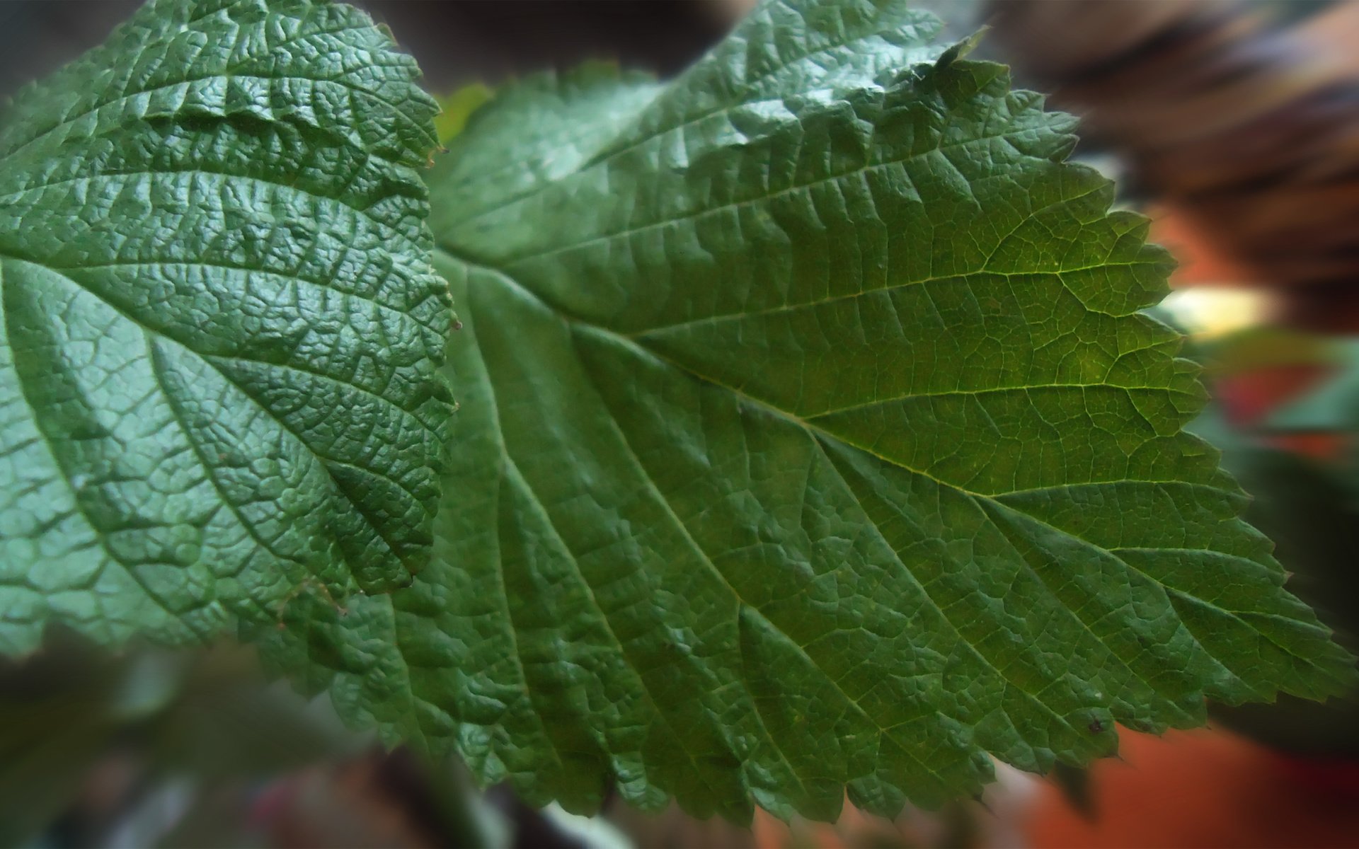 Обои крупный план, листья малины, close-up, raspberry leaves разрешение 2560x1600 Загрузить