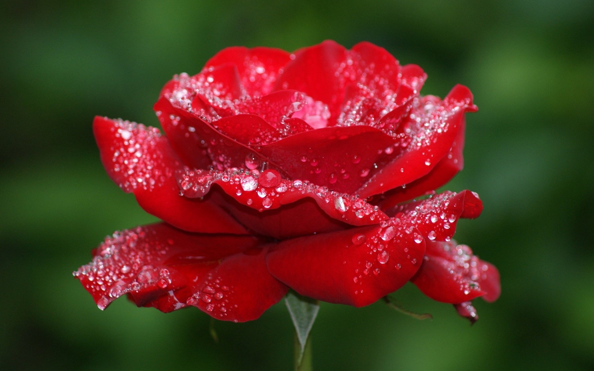 Обои макро, цветок, роса, капли, роза, лепестки, красная, бутон, macro, flower, rosa, drops, rose, petals, red, bud разрешение 2560x1600 Загрузить