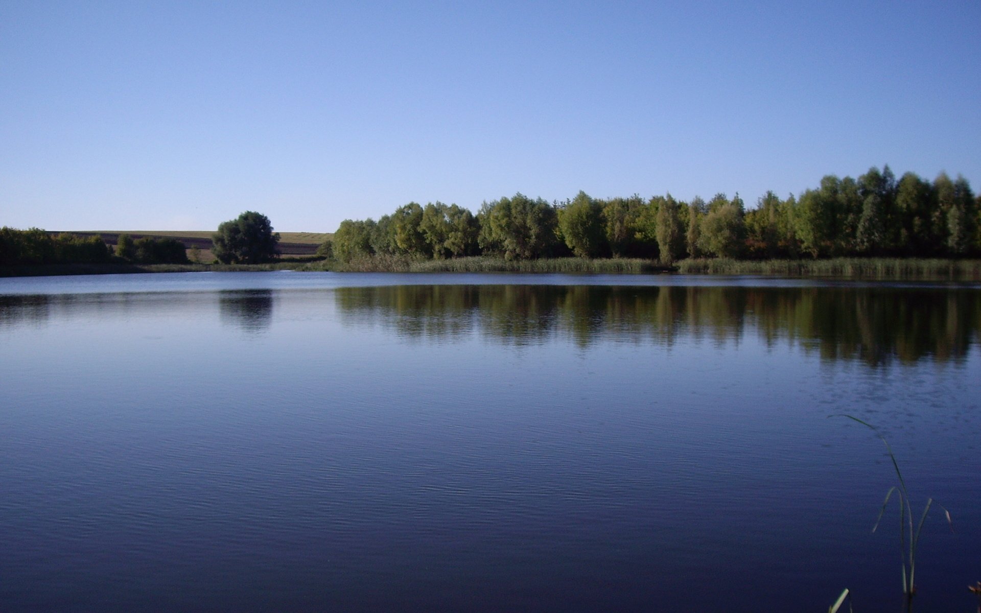 Обои деревья, озеро, лес, горизонт, лето, trees, lake, forest, horizon, summer разрешение 2592x1944 Загрузить