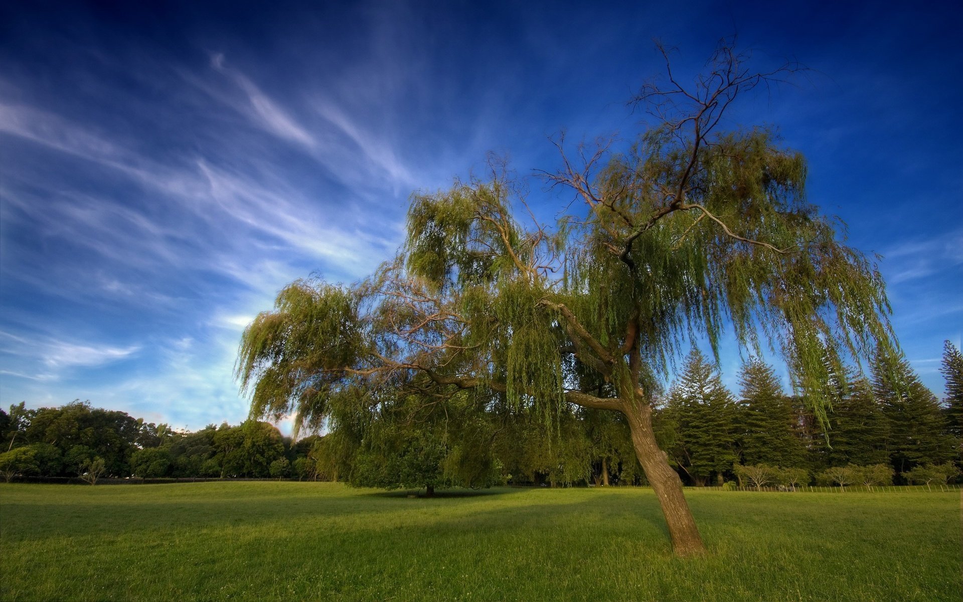 Обои небо, облака, дерево, the sky, clouds, tree разрешение 2560x1600 Загрузить