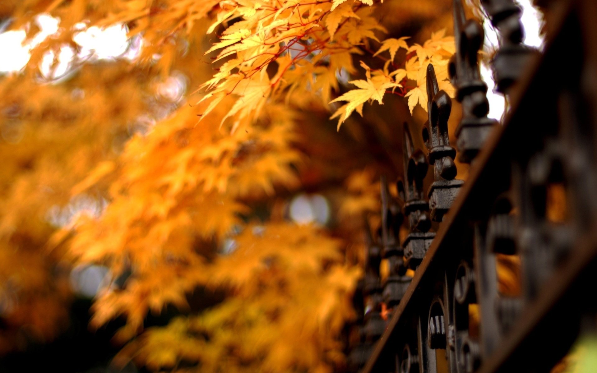 Обои природа, листья, осень, забор, клен, решетки, nature, leaves, autumn, the fence, maple, grid разрешение 2560x1600 Загрузить