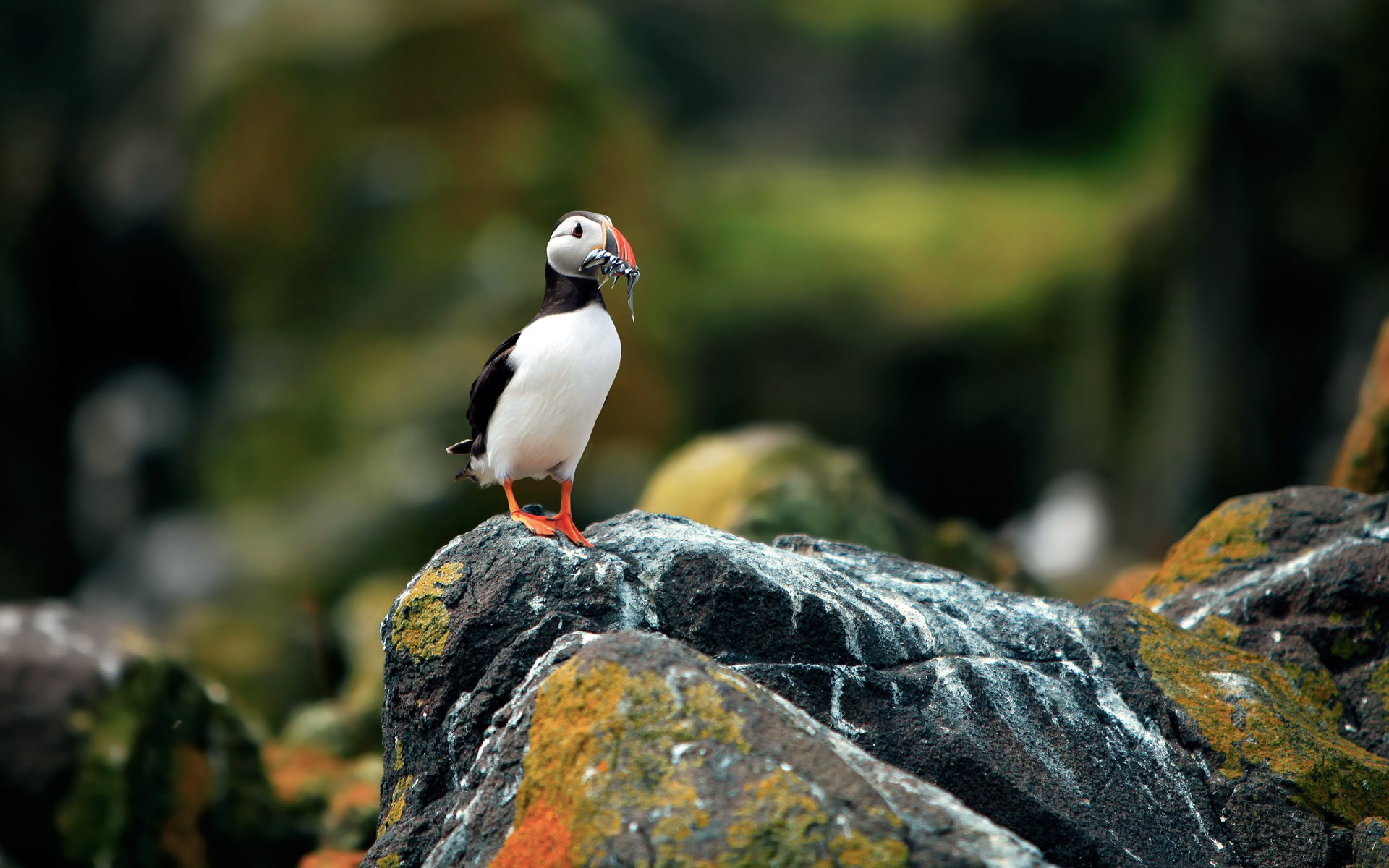 Обои фон, размытость, камень, птица, тупик, атлантический тупик, background, blur, stone, bird, stalled, atlantic puffin разрешение 2560x1600 Загрузить