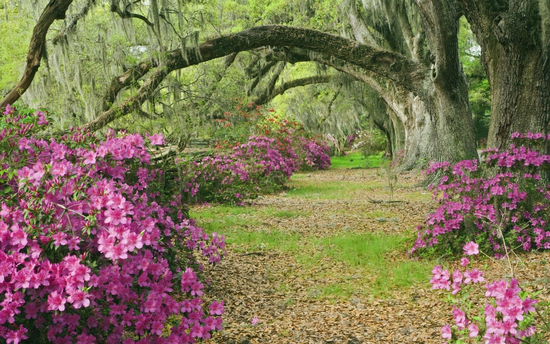 Обои цветы, деревья, аллея, азалии, flowers, trees, alley, azaleas разрешение 2000x1333 Загрузить