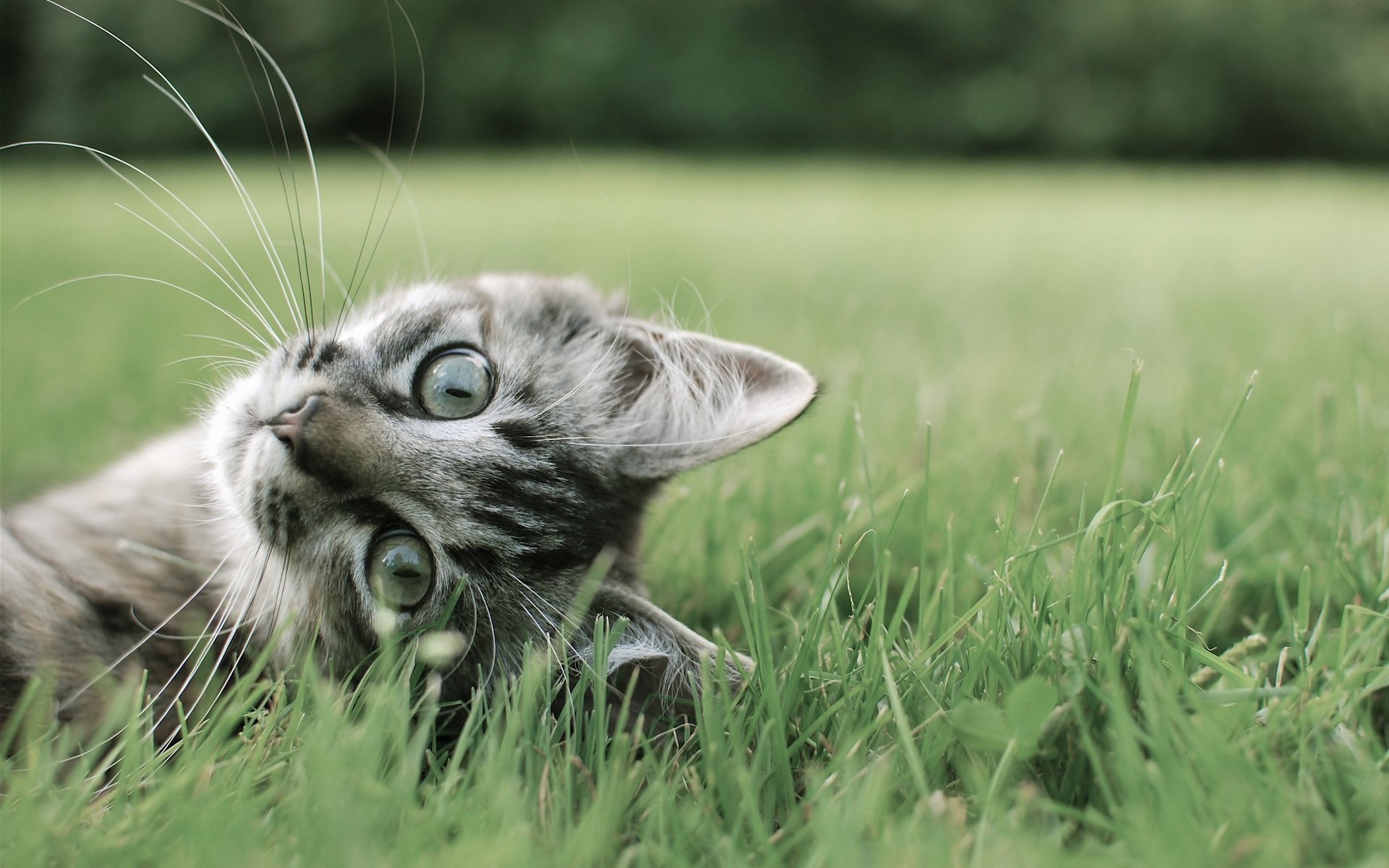 Обои трава, кот, лето, кошка, полосатый, кот на траве, grass, cat, summer, striped, the cat on the grass разрешение 2560x1600 Загрузить