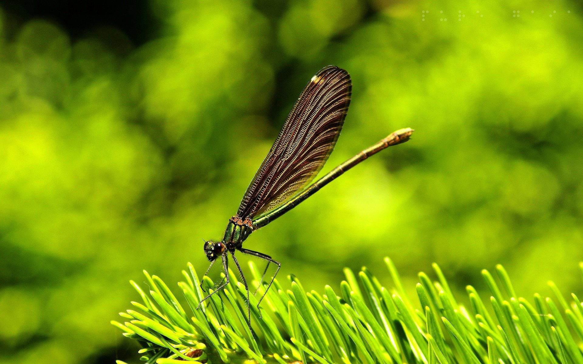 Обои трава, природа, макро, крылья, насекомые, стрекоза, grass, nature, macro, wings, insects, dragonfly разрешение 2560x1600 Загрузить