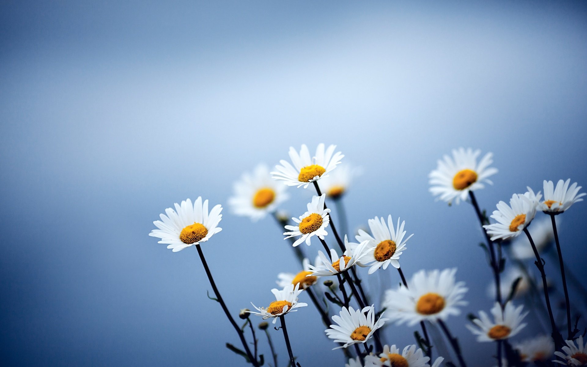 Обои небо, свет, цветы, ромашки, полевые цветы, the sky, light, flowers, chamomile, wildflowers разрешение 2560x1600 Загрузить