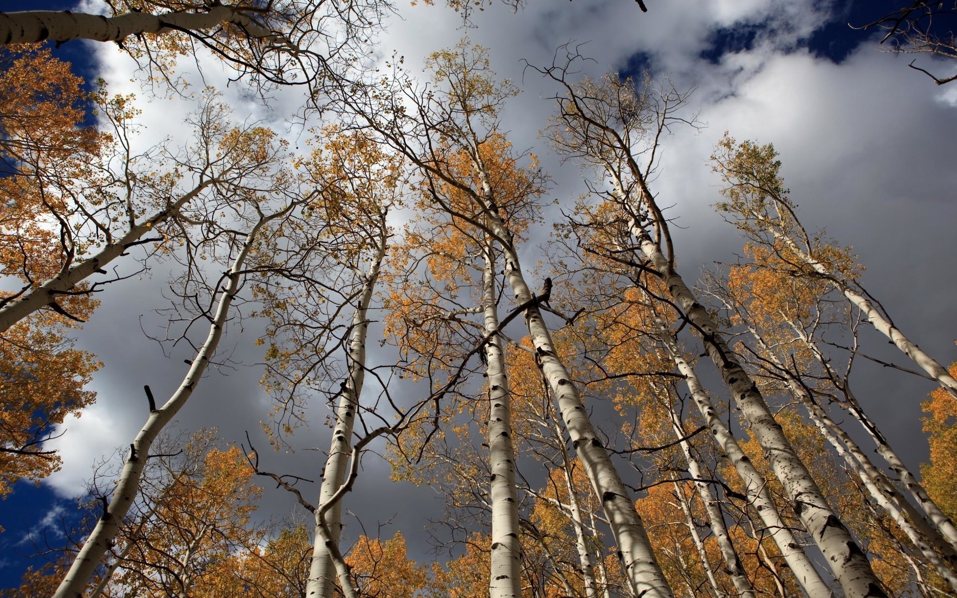 Обои небо, облака, лес, березы, осень, the sky, clouds, forest, birch, autumn разрешение 2560x1600 Загрузить