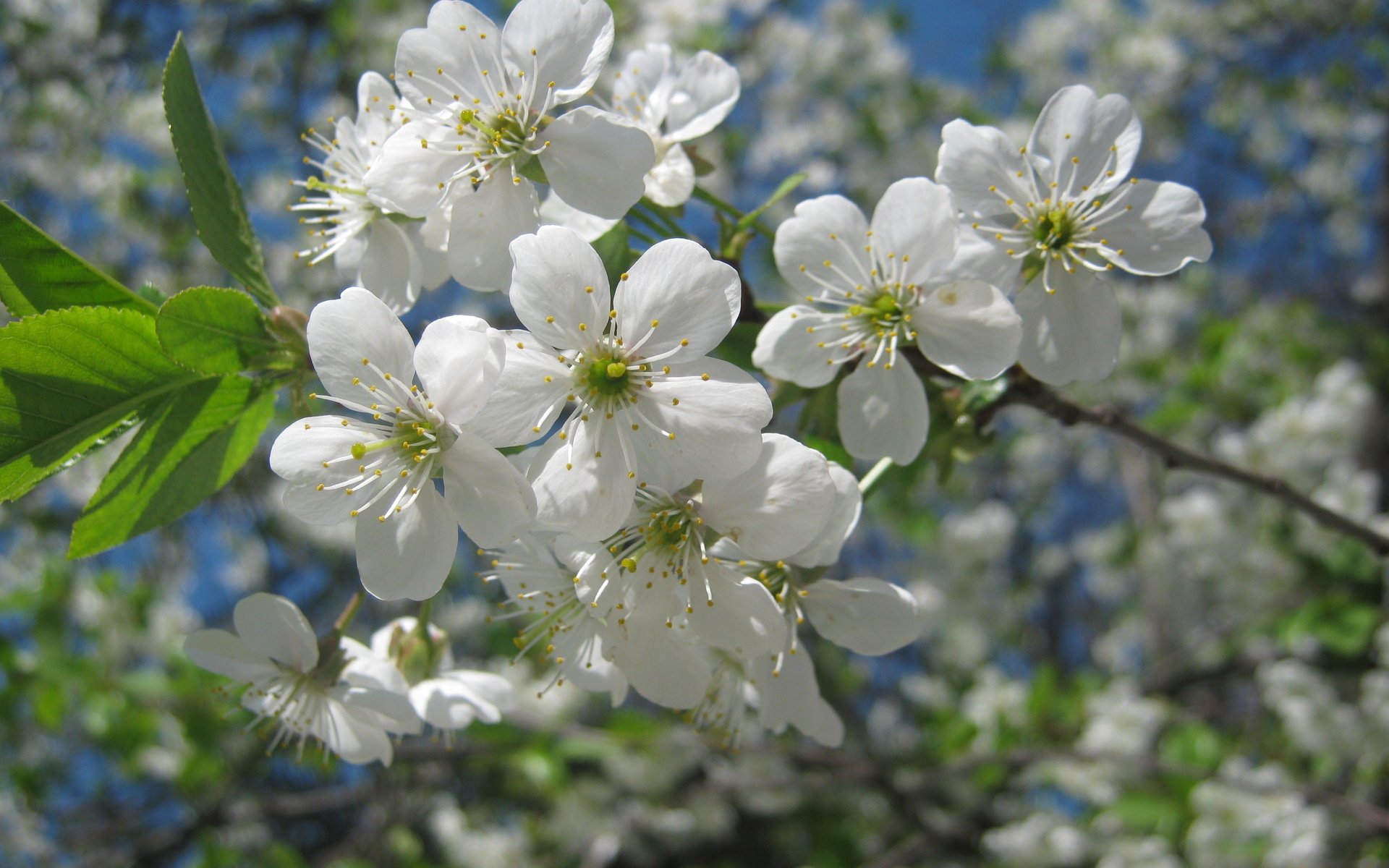 Обои цветы, belyj, becna, зелень, макро, ветки, весна, белые, cvety, vetki, makro, zelen, flowers, greens, macro, branches, spring, white разрешение 3648x2736 Загрузить