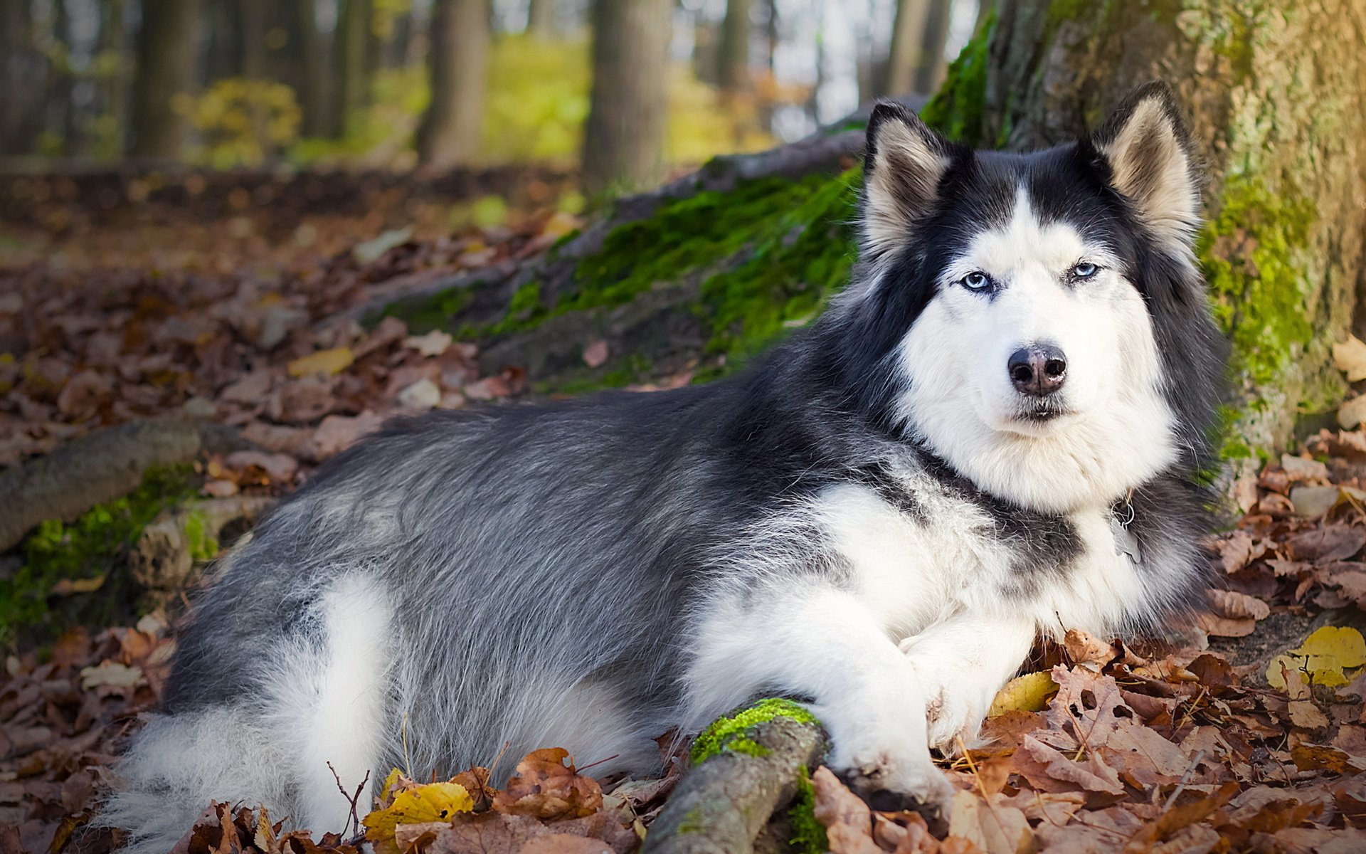 Обои дерево, листья, осень, собака, лежит, хаски, друг, tree, leaves, autumn, dog, lies, husky, each разрешение 2560x1440 Загрузить