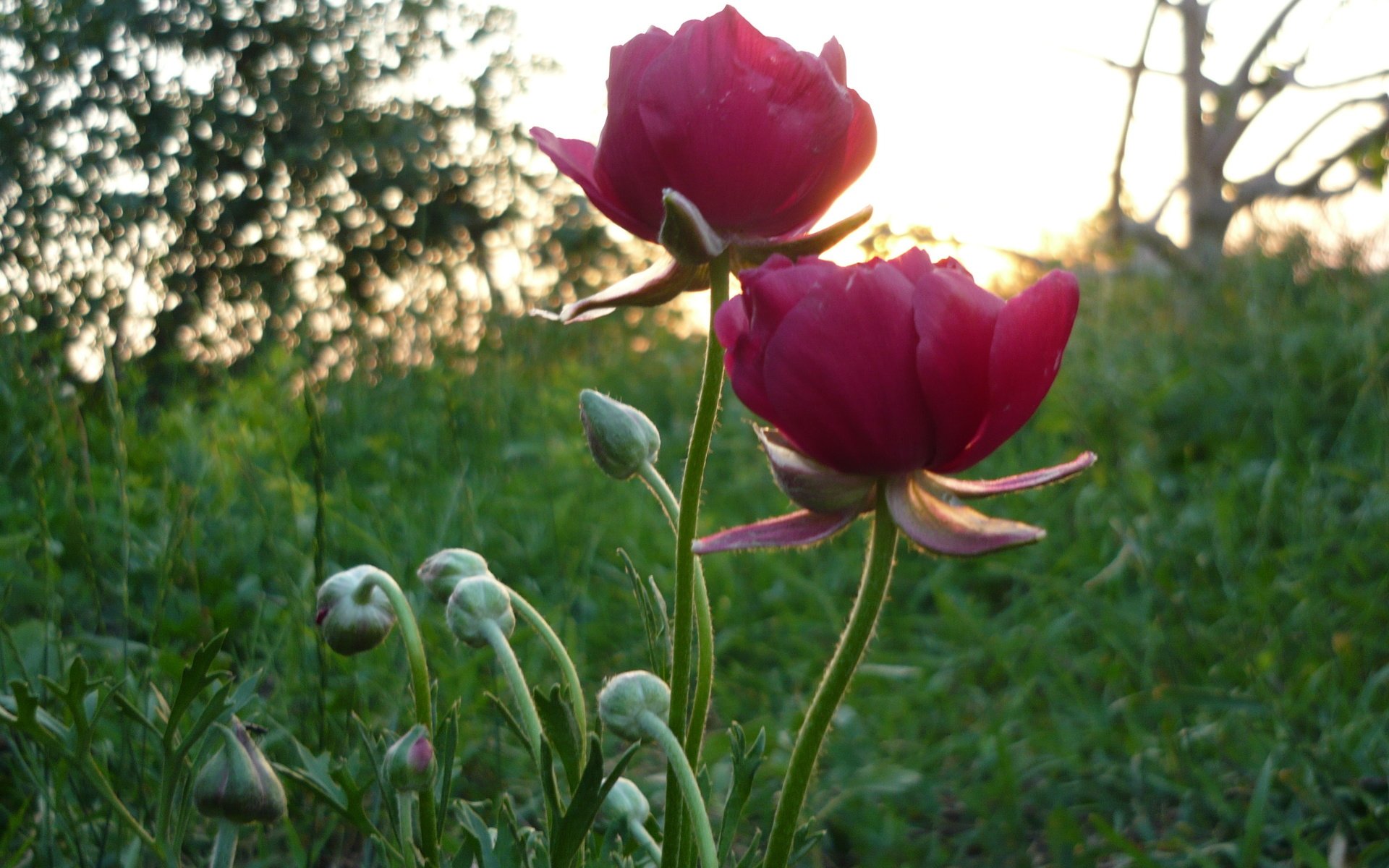 Обои цветы, трава, восход, зелень, утро, лето, flowers, grass, sunrise, greens, morning, summer разрешение 3264x2448 Загрузить