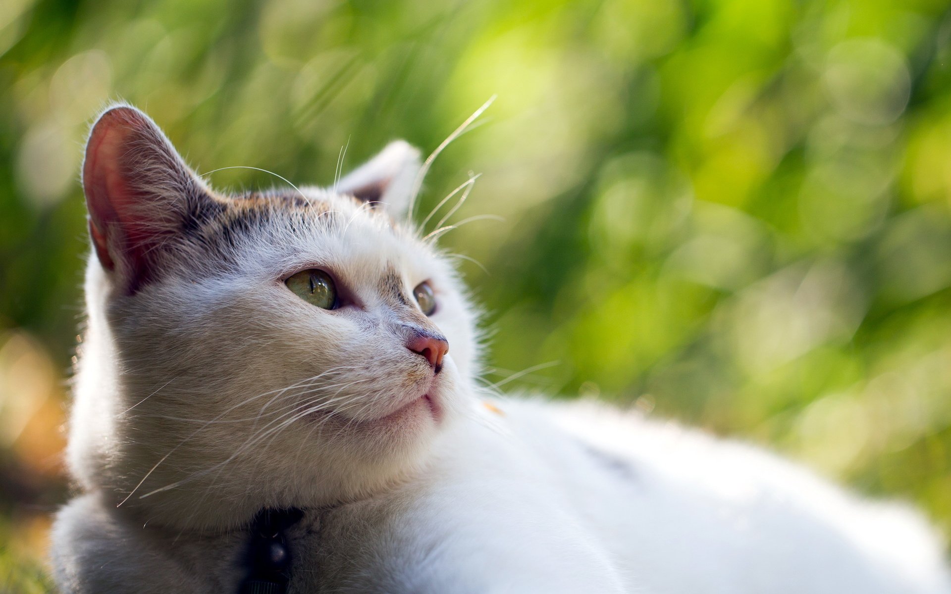 Обои морда, природа, фон, кот, кошка, взгляд, размытость, face, nature, background, cat, look, blur разрешение 2560x1600 Загрузить