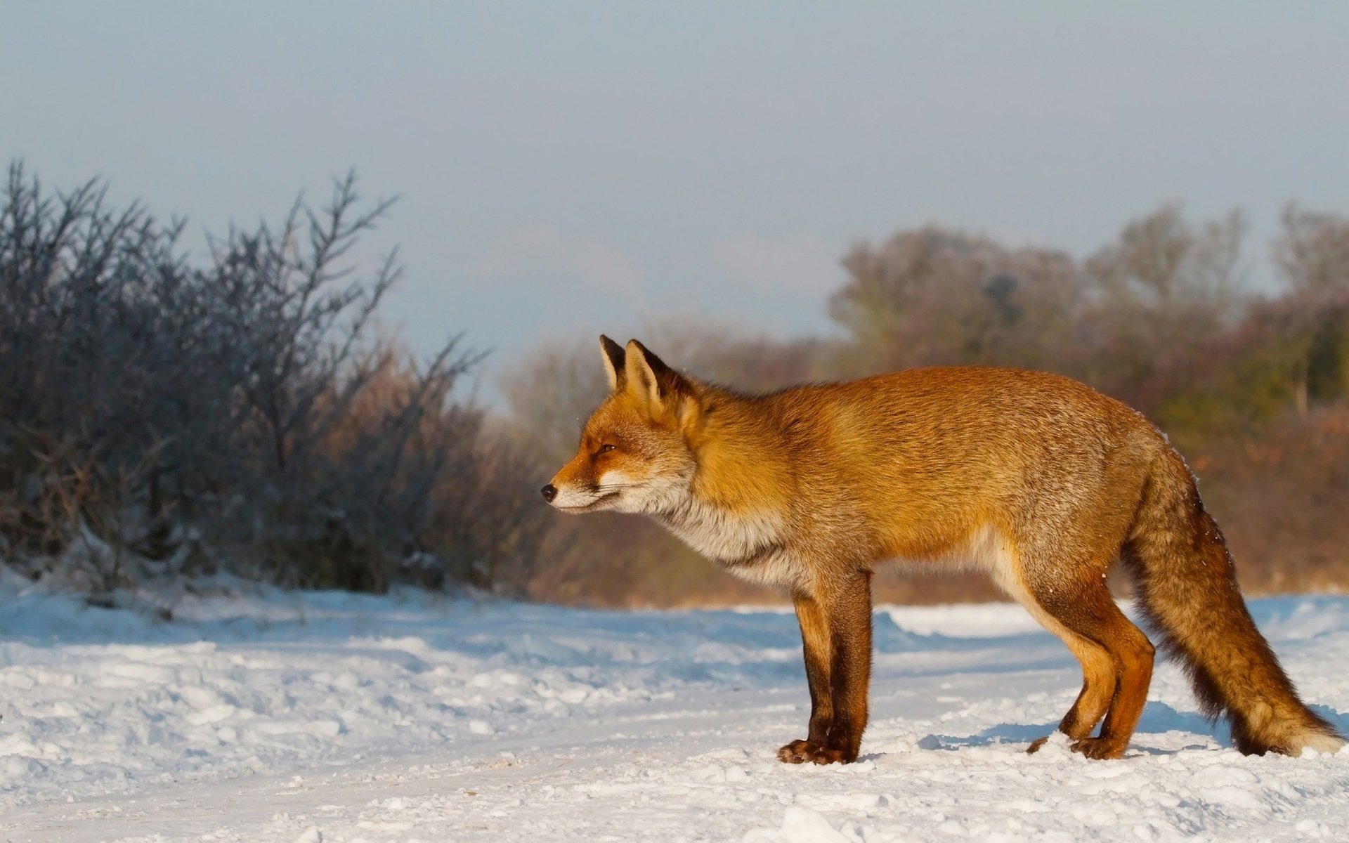 Обои снег, зима, рыжая, лиса, лисица, охота, внимательность, snow, winter, red, fox, hunting, care разрешение 2560x1600 Загрузить