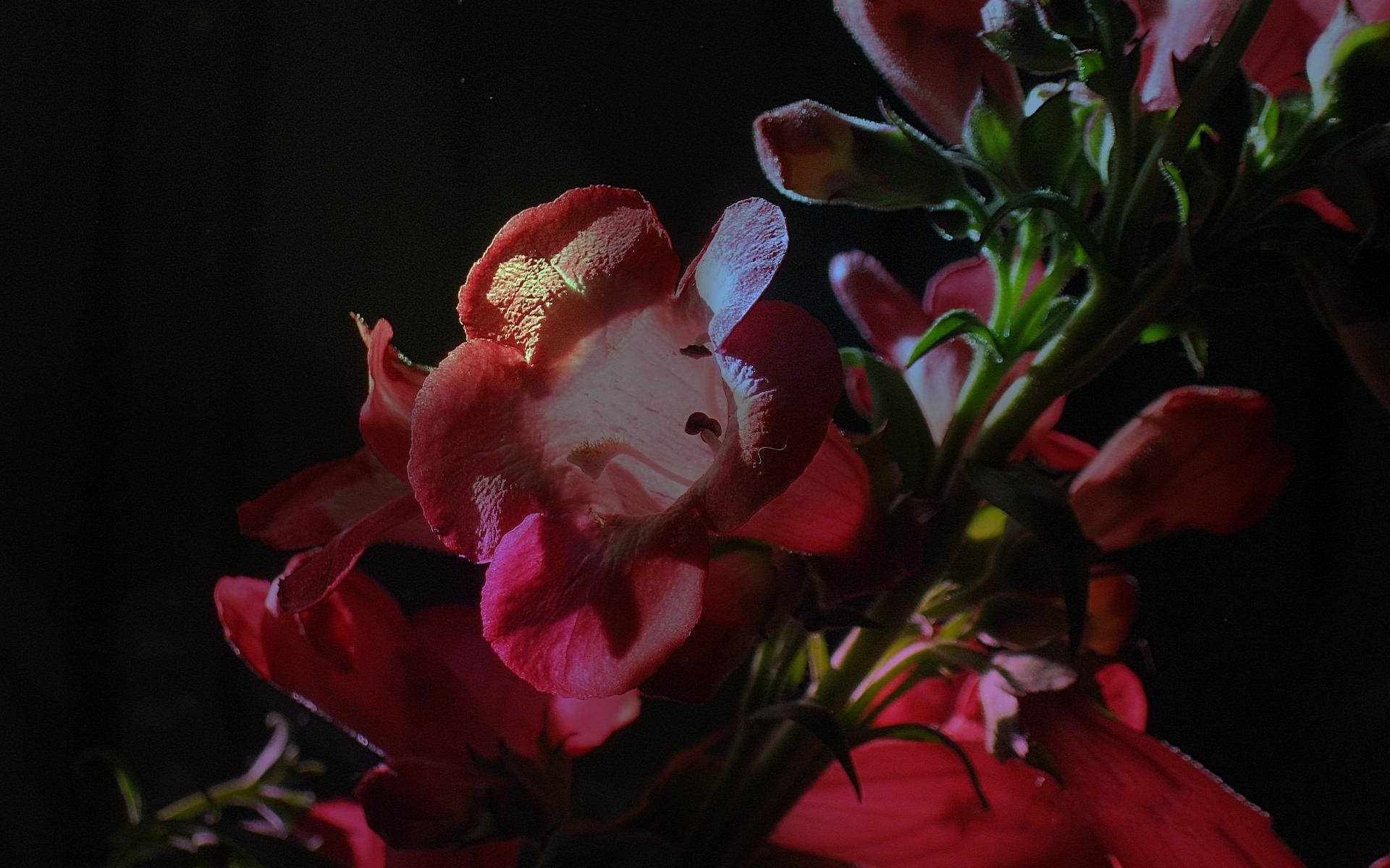 Обои cvety, krasnye, kolokolchiki, polumrak разрешение 1920x1440 Загрузить