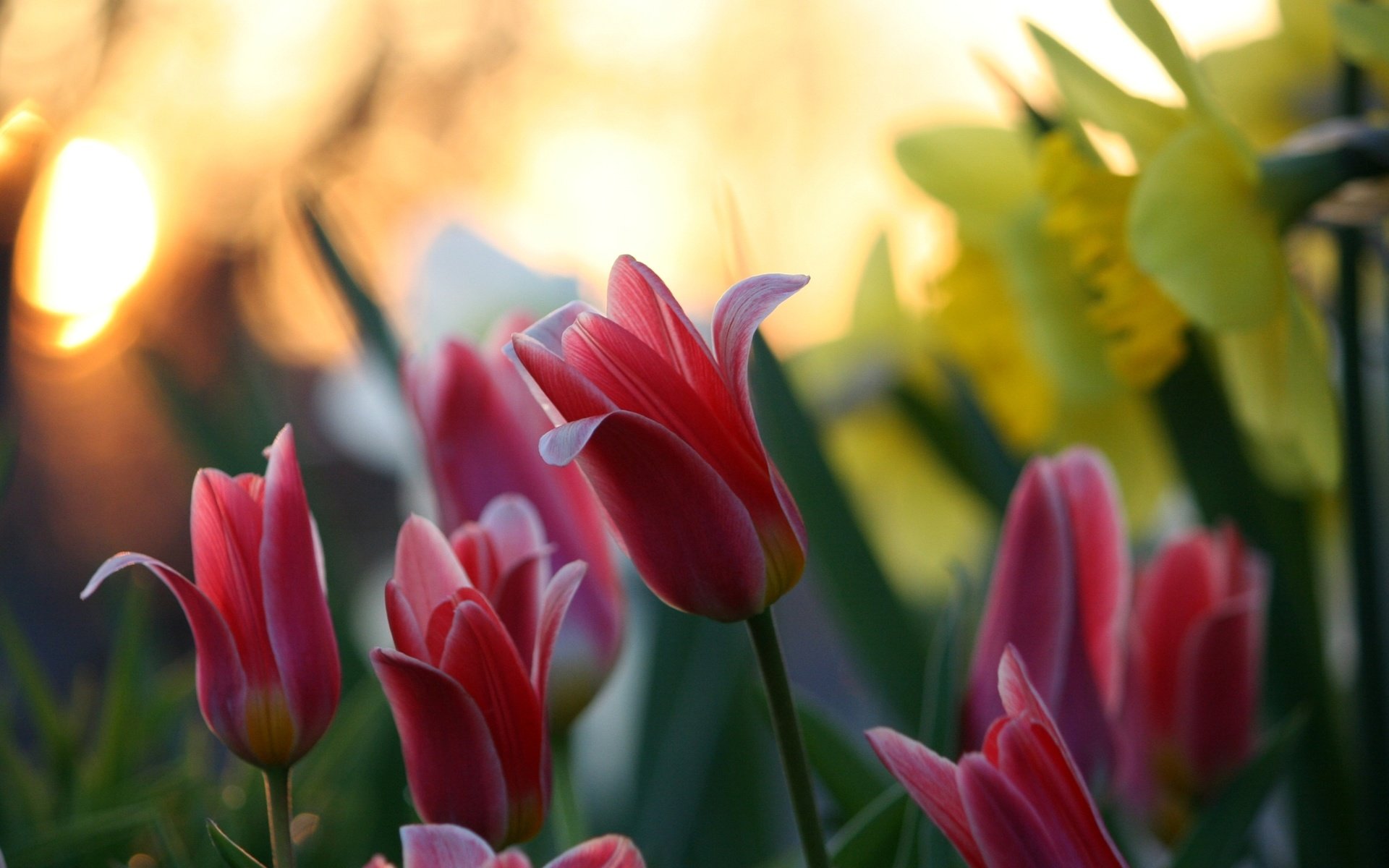 Обои цветы, тюльпаны, крупный план, нарциссы, cvety, tyulpany, priroda, boke, розмытость, flowers, tulips, close-up, daffodils, razmytost разрешение 2592x1677 Загрузить