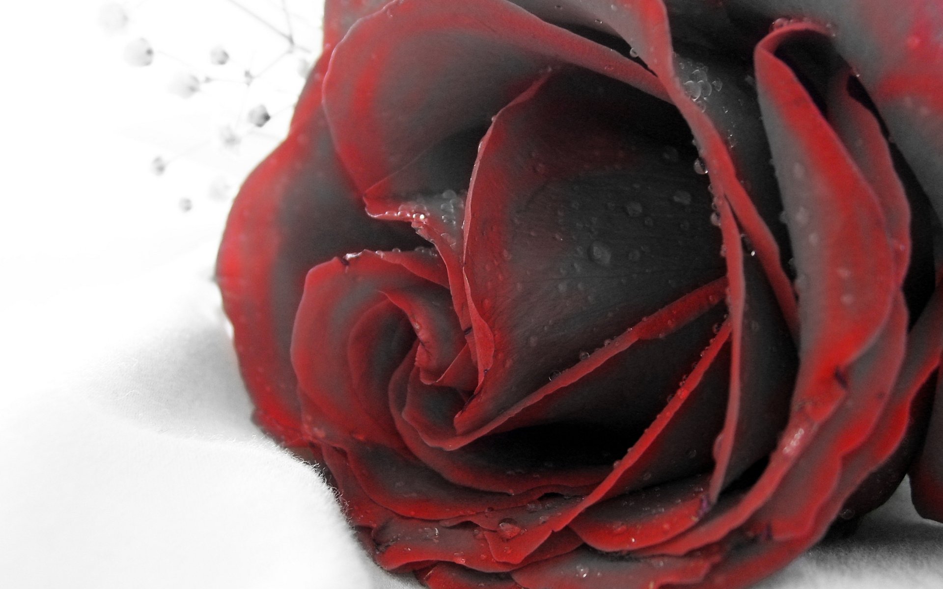 Обои макро, роза, красная, бутое, macro, rose, red, bute разрешение 2560x1440 Загрузить