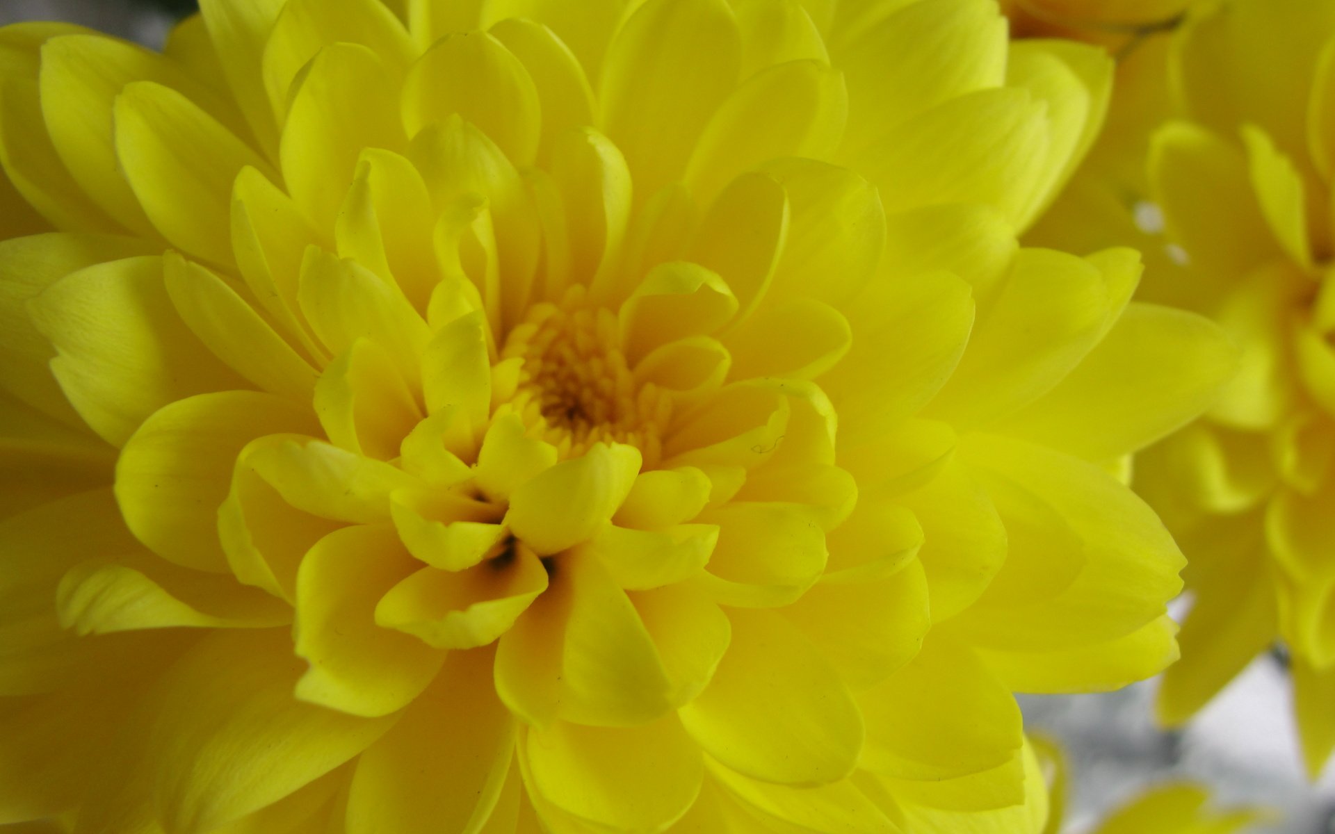 Обои желтый, хризантема, yellow, chrysanthemum разрешение 3648x2736 Загрузить