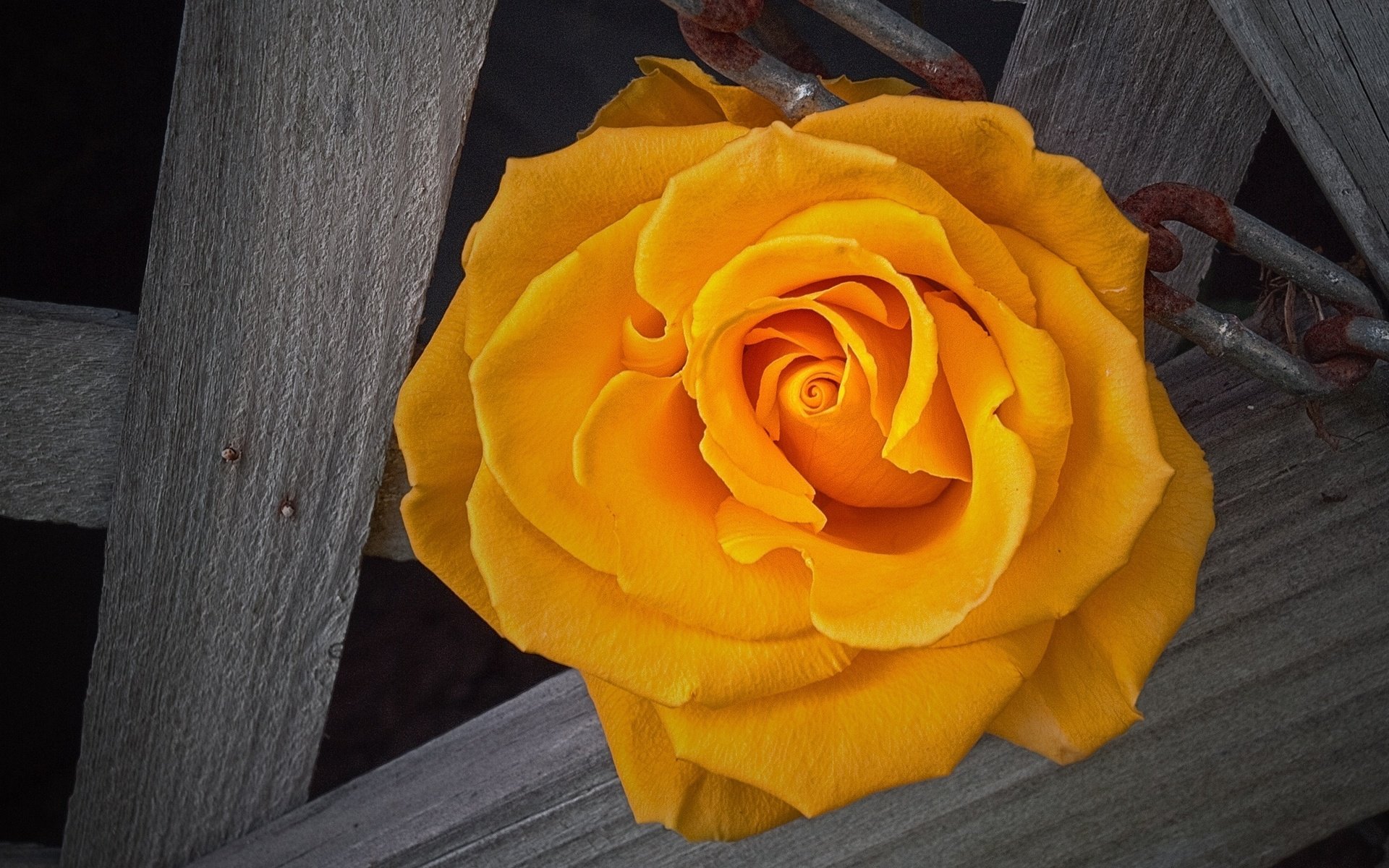 Обои роза, жёлтая, rose, yellow разрешение 2560x1440 Загрузить