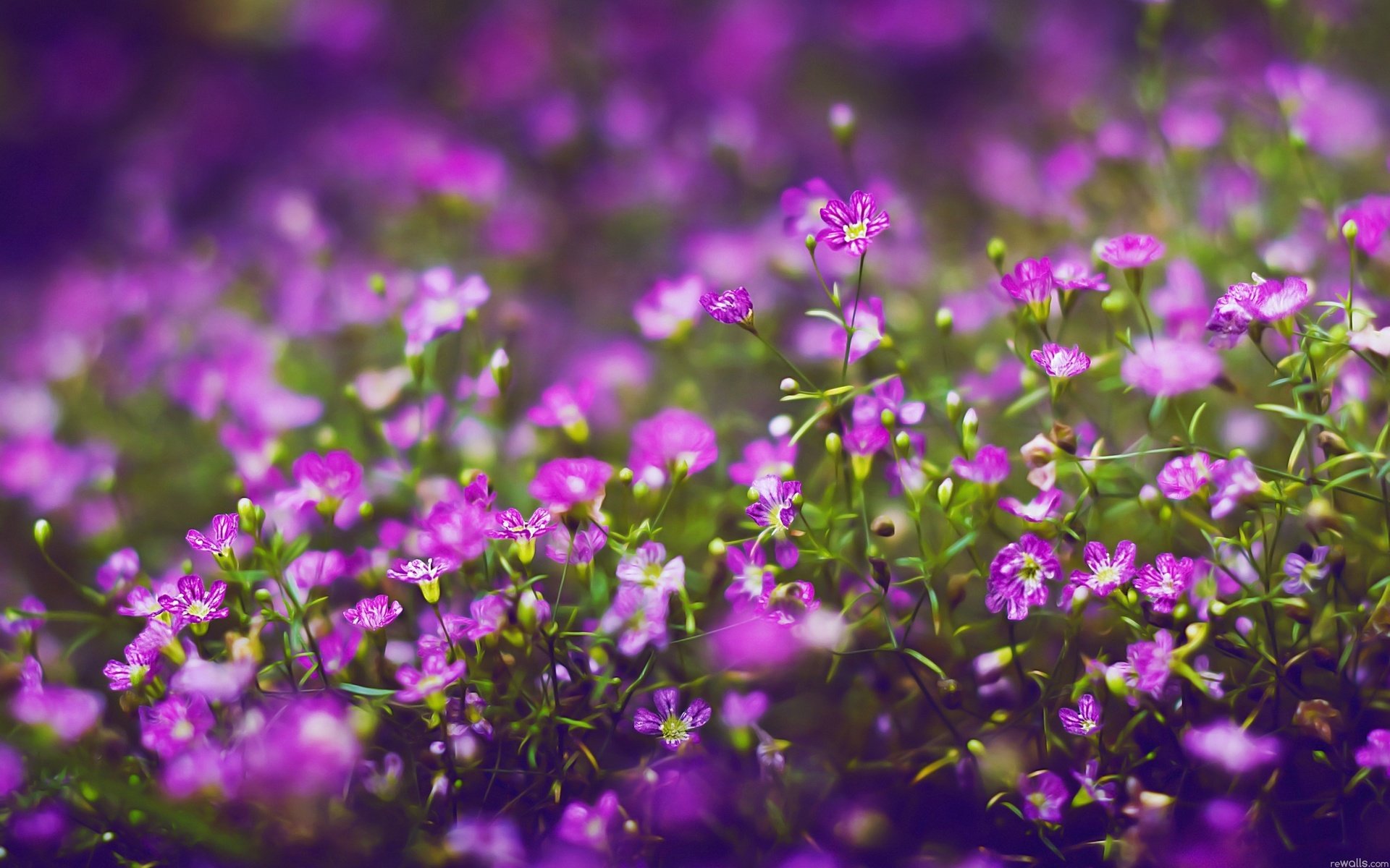 Обои цветы, лепестки, полевые цветы, фиолетовые, flowers, petals, wildflowers, purple разрешение 2560x1600 Загрузить