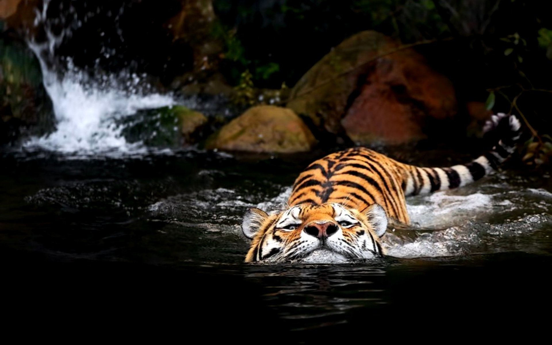 Обои тигр, вода, tiger, water разрешение 2000x1369 Загрузить