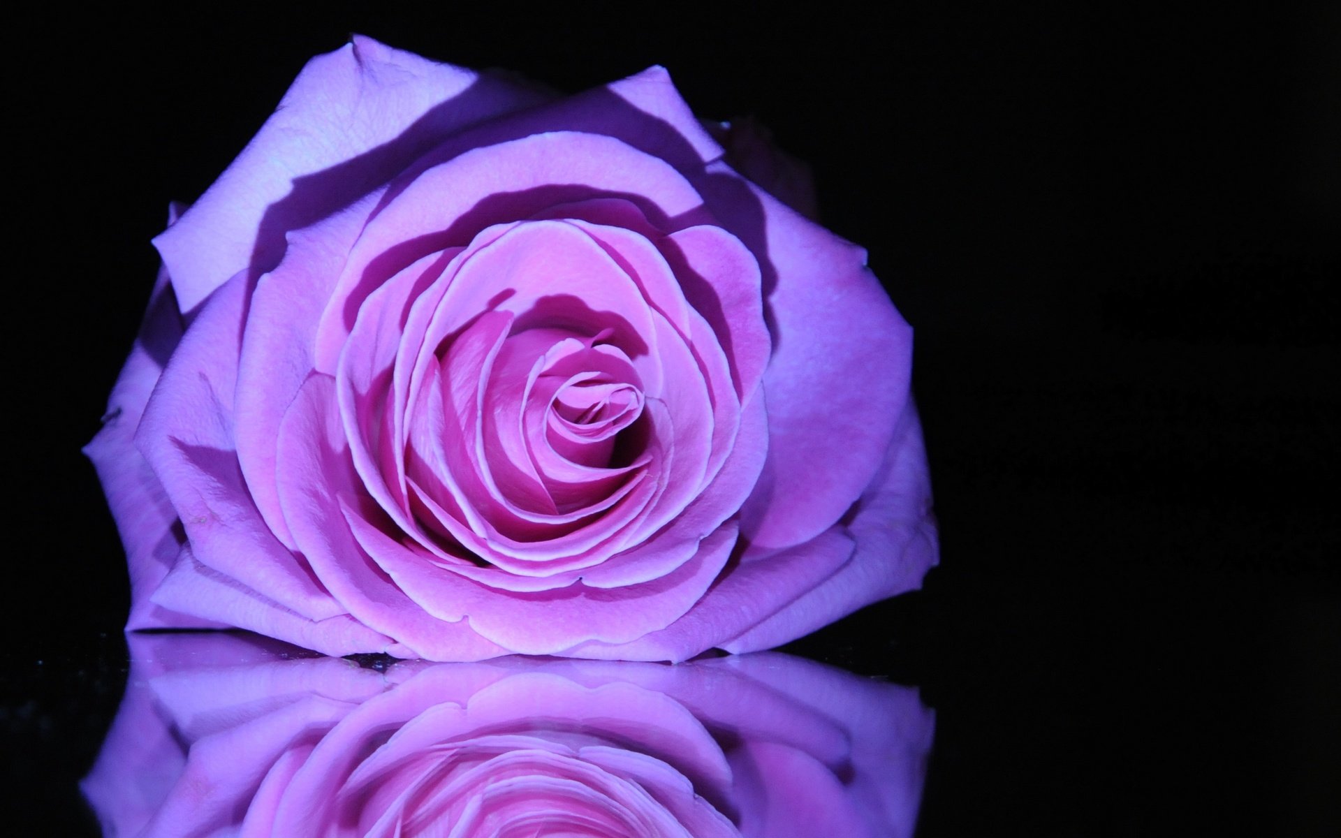 Обои макро, цветок, роза, бутон, черный фон, сиреневая роза, macro, flower, rose, bud, black background, lilac rose разрешение 2560x1600 Загрузить