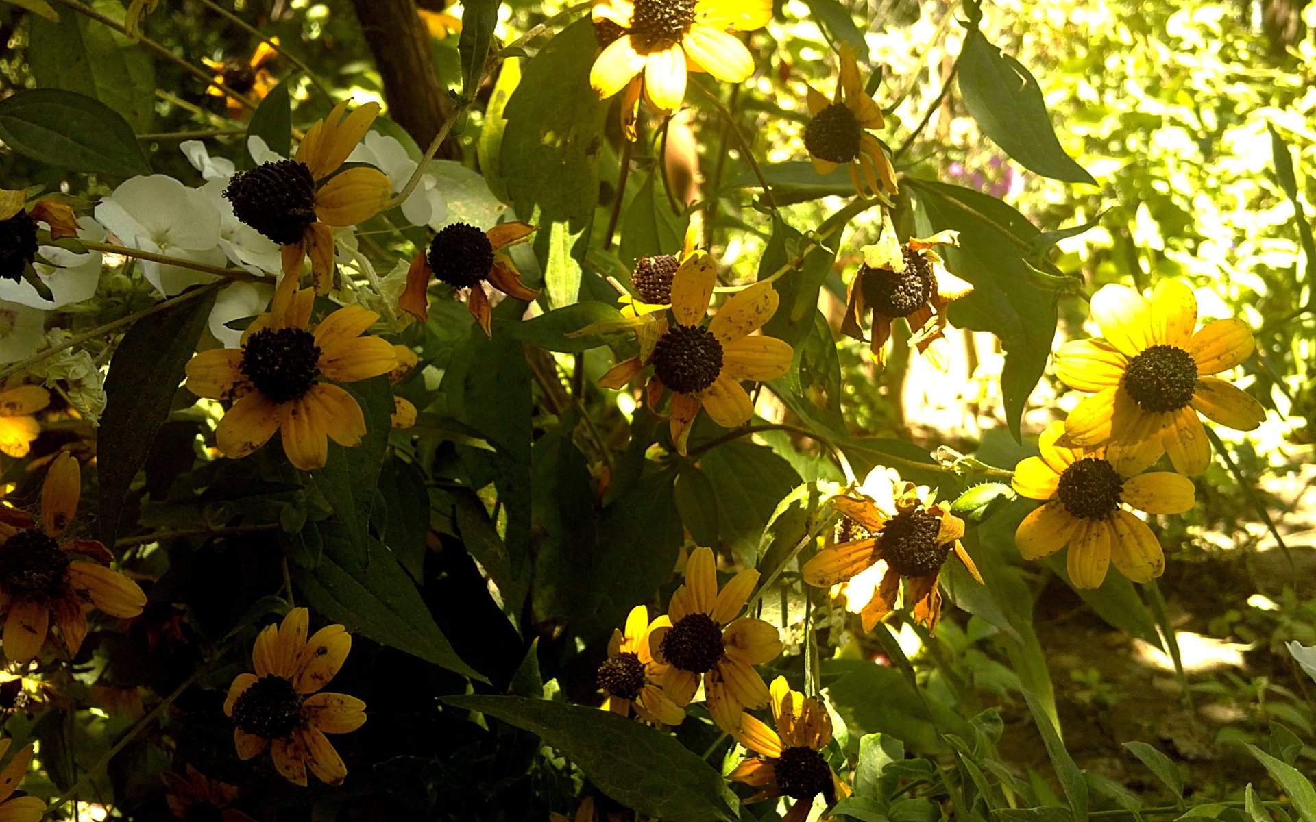 Обои цветы, листья, лепестки, ферарри, solnce, chyornaya ikra, рудбекия, flowers, leaves, petals, ferarri, rudbeckia разрешение 3264x2448 Загрузить