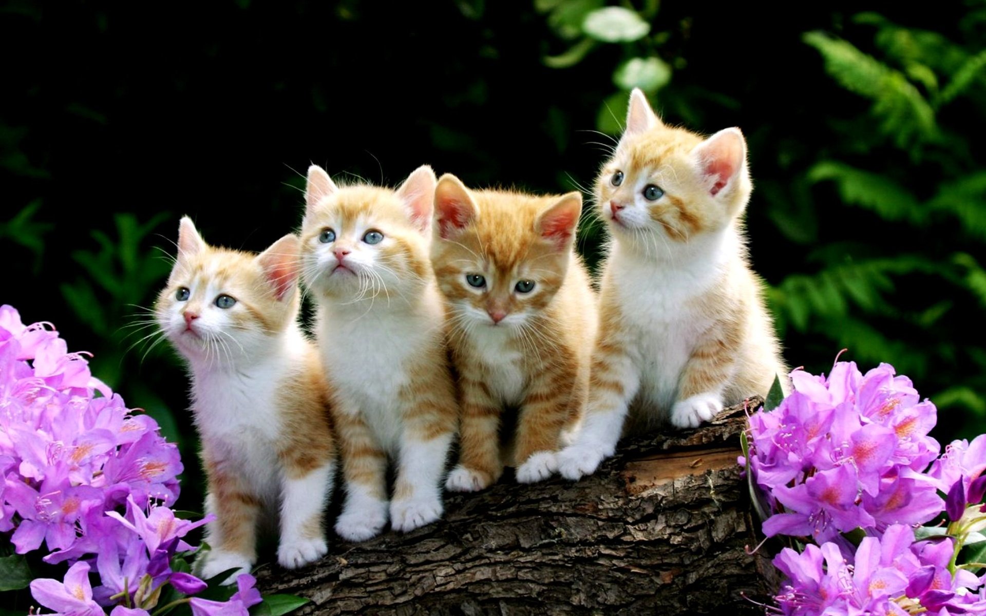 Обои цветы, рыжие котята, flowers, red kittens разрешение 2000x1333 Загрузить