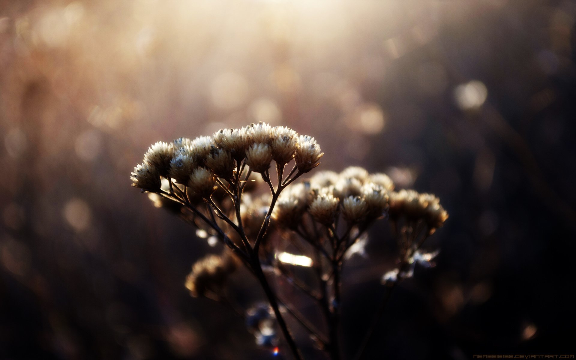 Обои макро, блики, растение, травинки, сухоцвет, венчик, пучки, macro, glare, plant, grass, the dried flowers, whisk разрешение 2560x1600 Загрузить