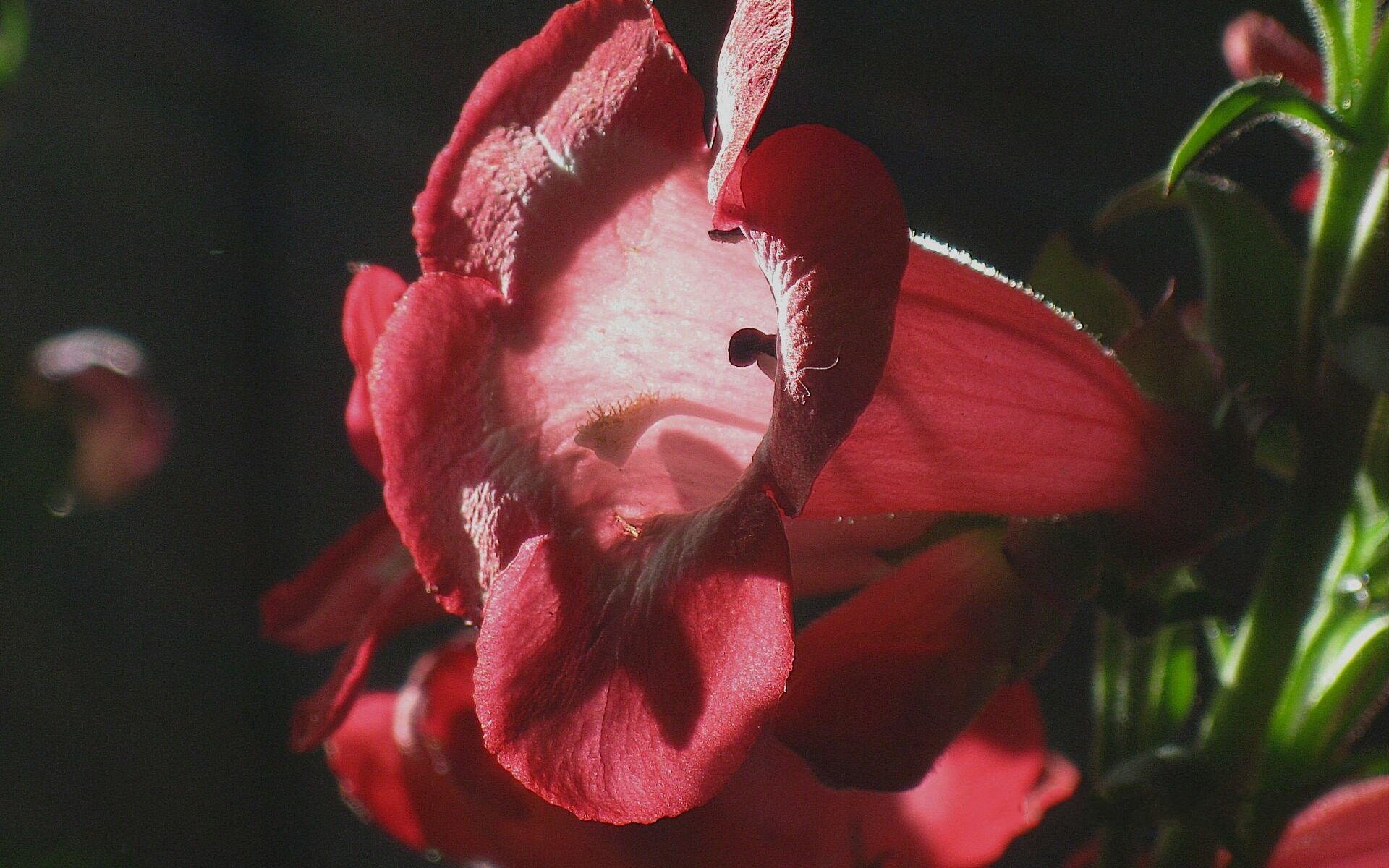 Обои цветок, красный, бутон, колоколчик, flower, red, bud, kolokolchik разрешение 1920x1440 Загрузить