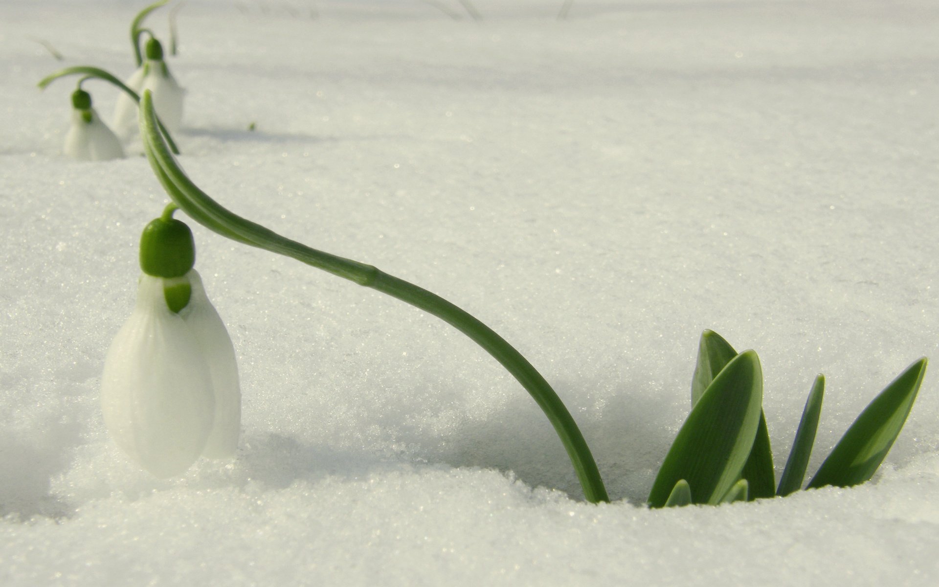 Обои снег, весна, подснежник, оттепель, первые цветы, snow, spring, snowdrop, thaw, the first flowers разрешение 2560x1600 Загрузить